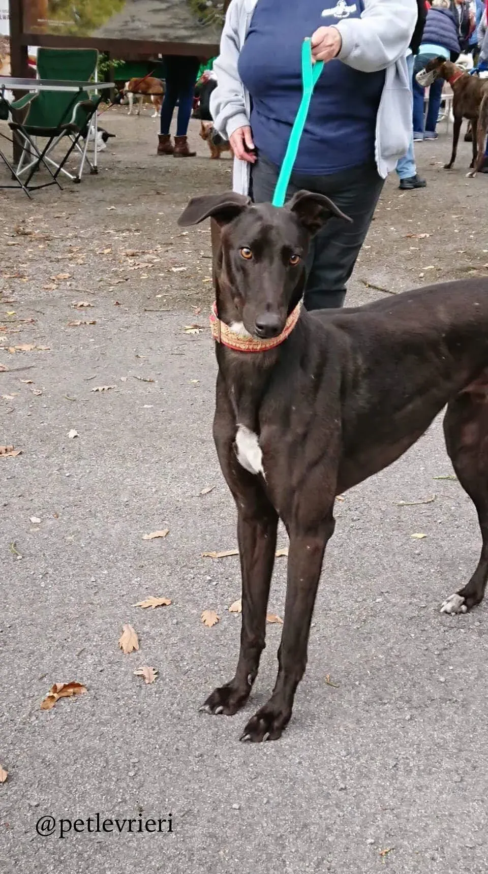5 ash adozione levrieri greyhound