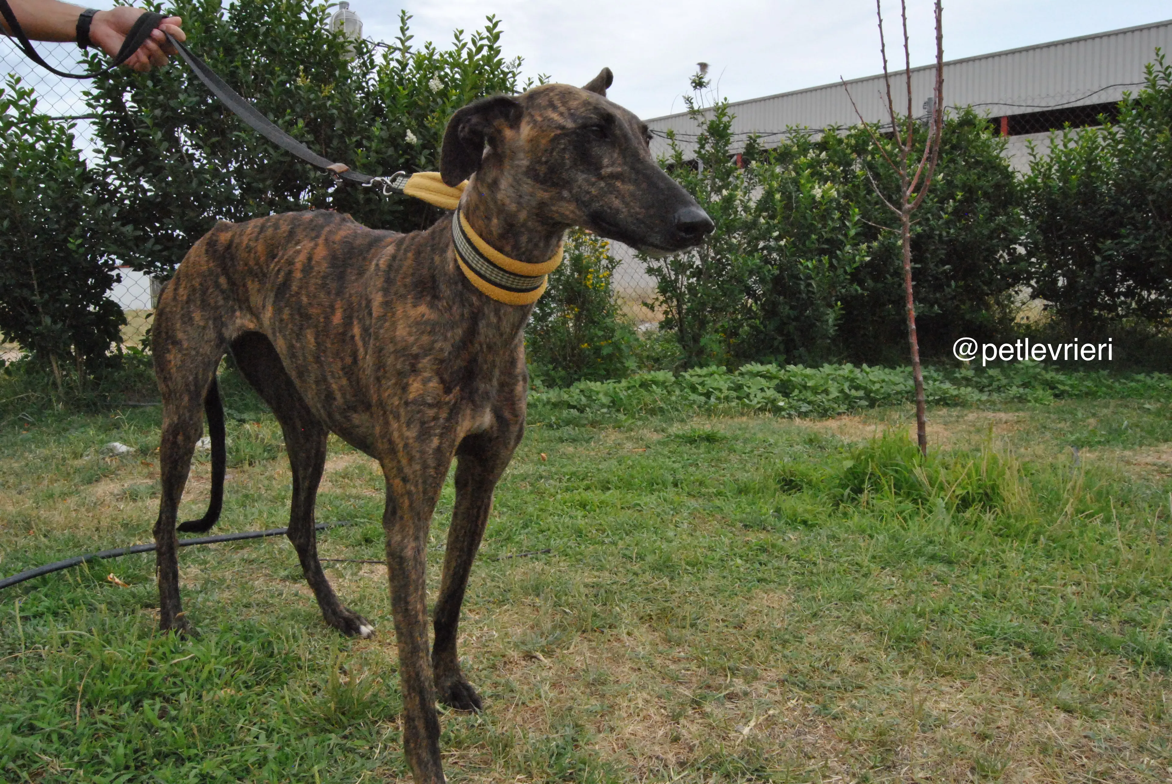 5 bala adozione levrieri galgo