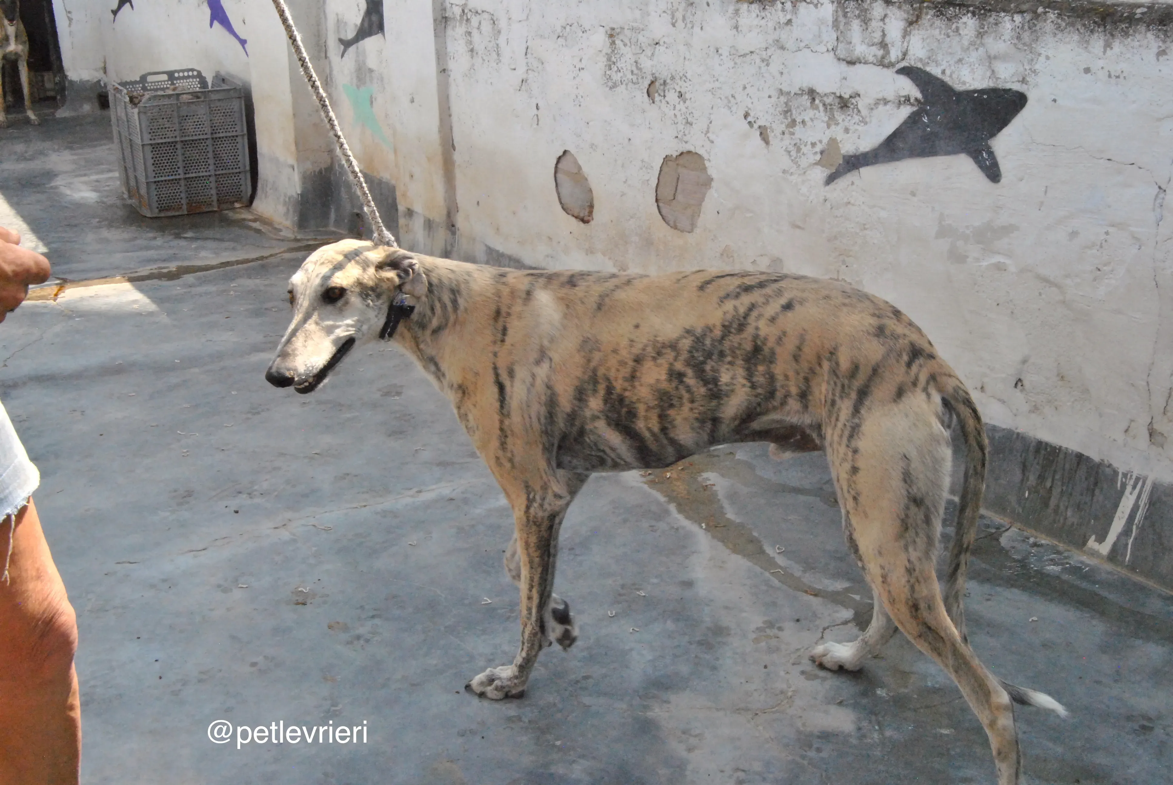 5 bastorin adozione levrieri galgo 1