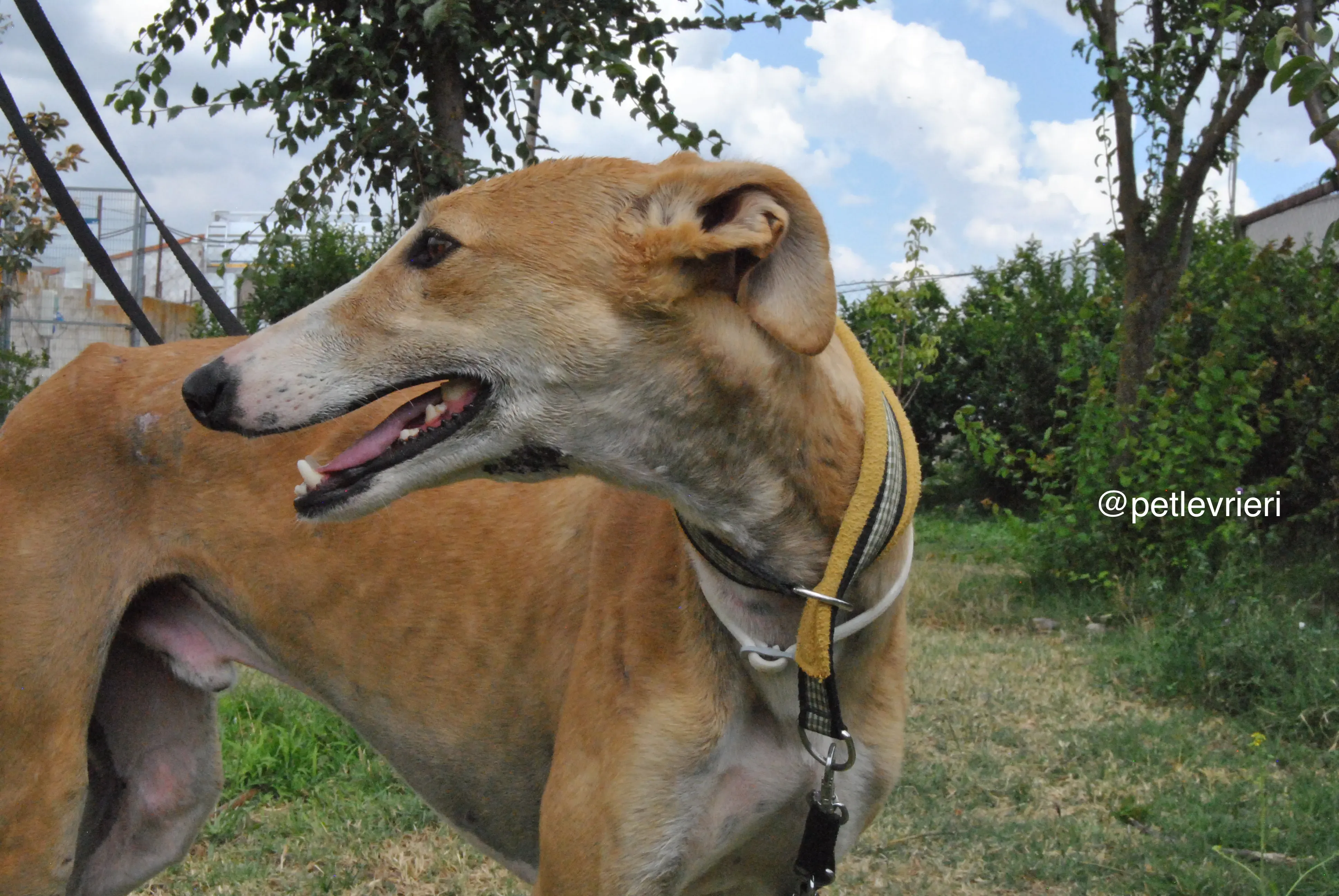 5 bisky adozione levrieri galgo