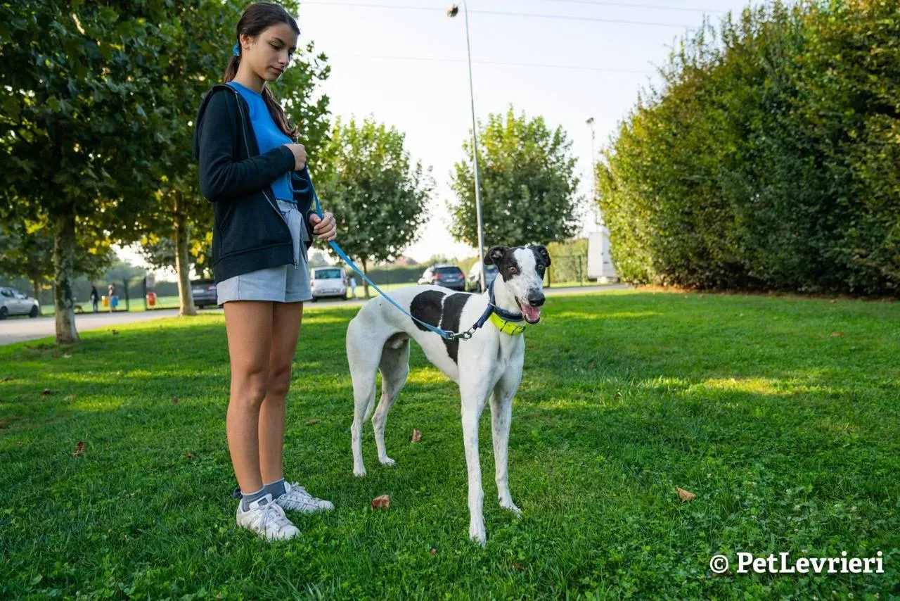 5 bob adozione levrieri greyhound