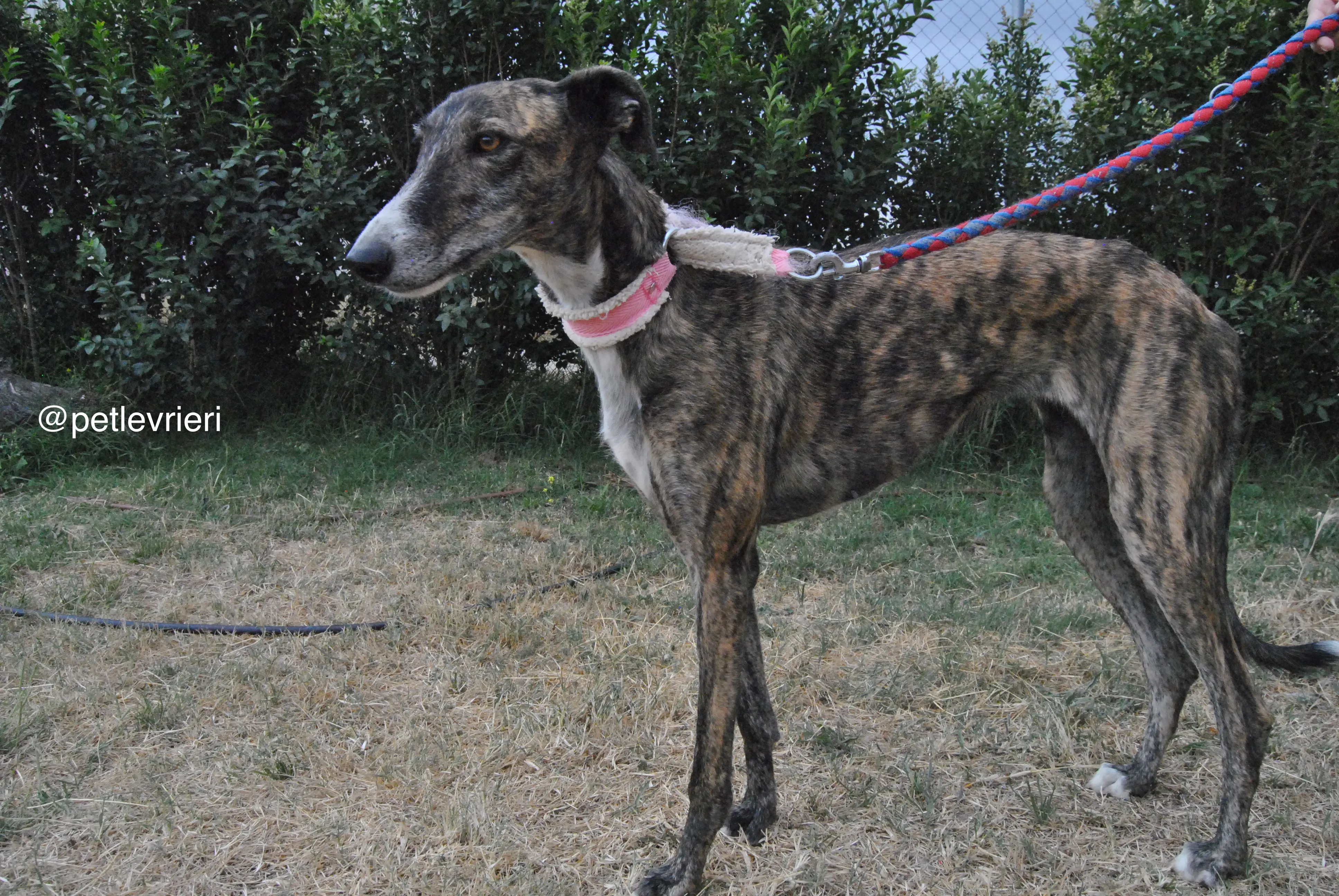 5 brandy adozione levrieri galgo