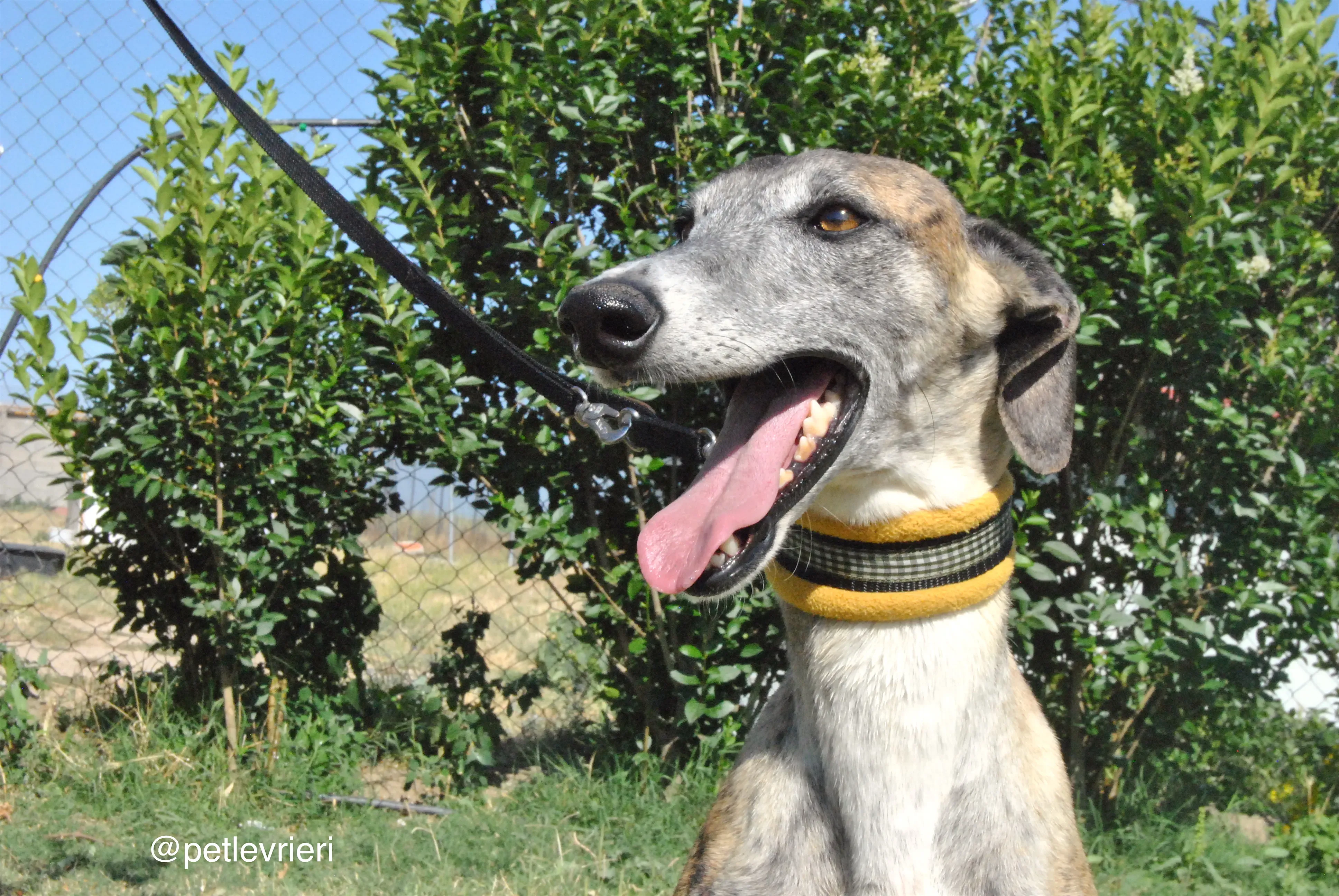 5 campanera adozione levrieri galgo