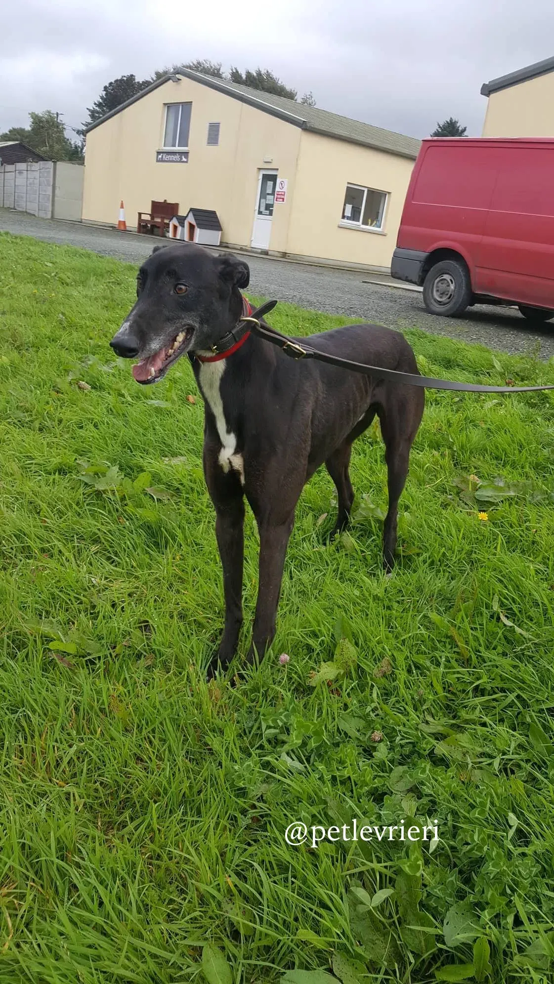 5 clancy adozione greyhound