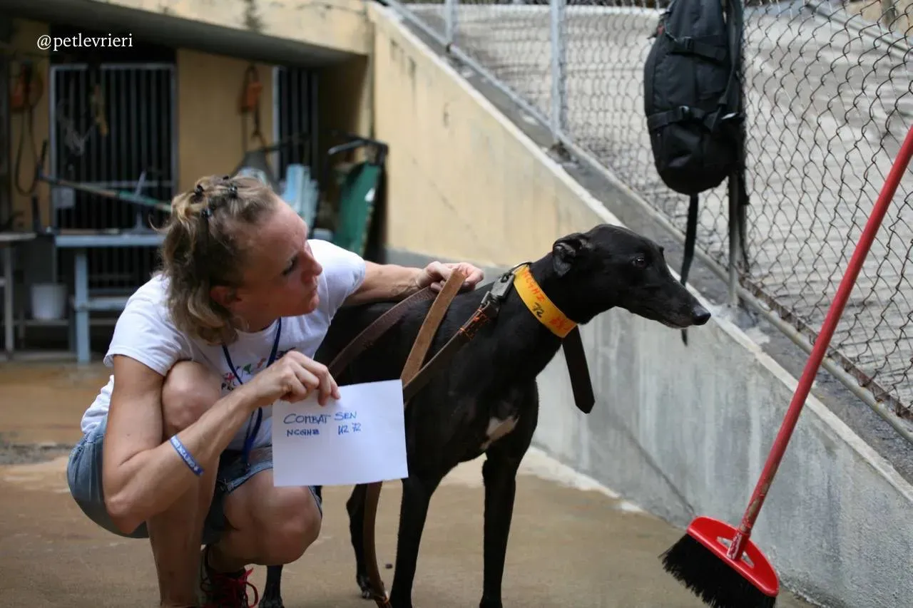 5 combat sen adozione greyhound macao