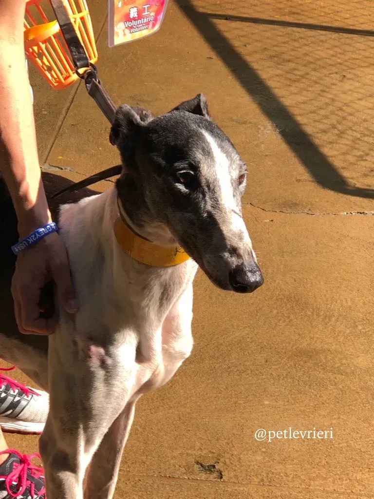 5 cyns crusader adozione greyhound macau