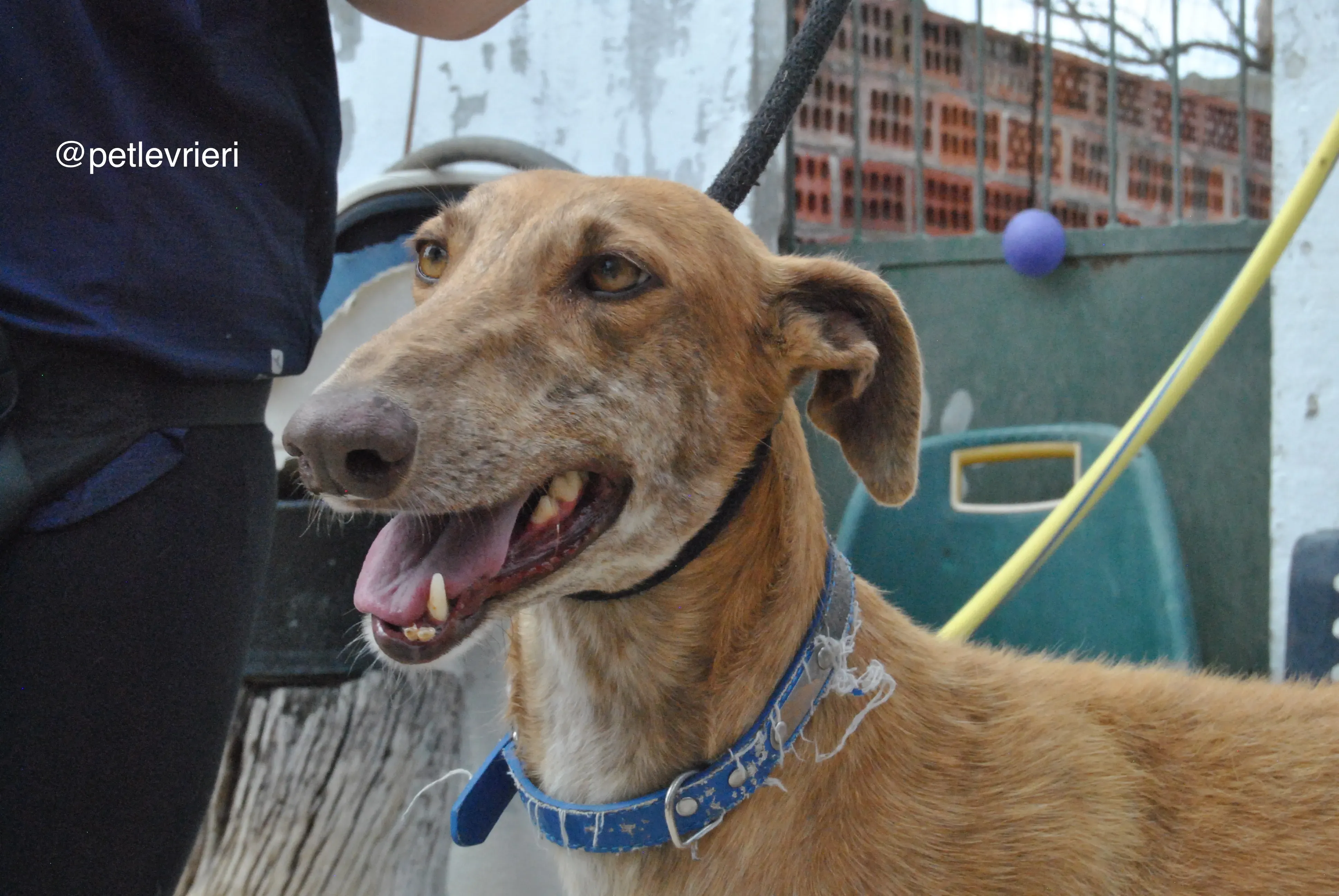 5 dali adozione levrieri galgo