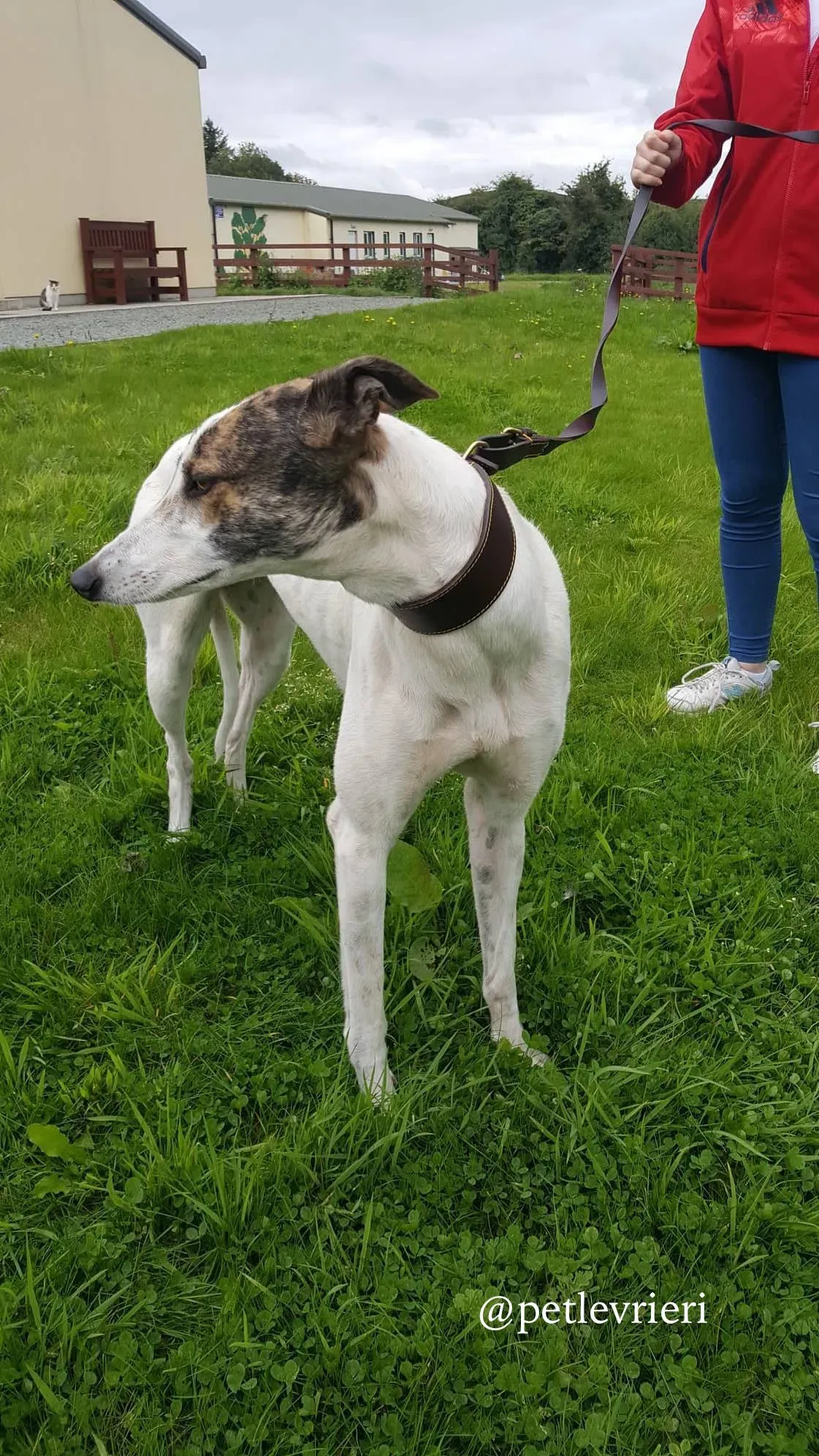 5 deva adozione greyhound