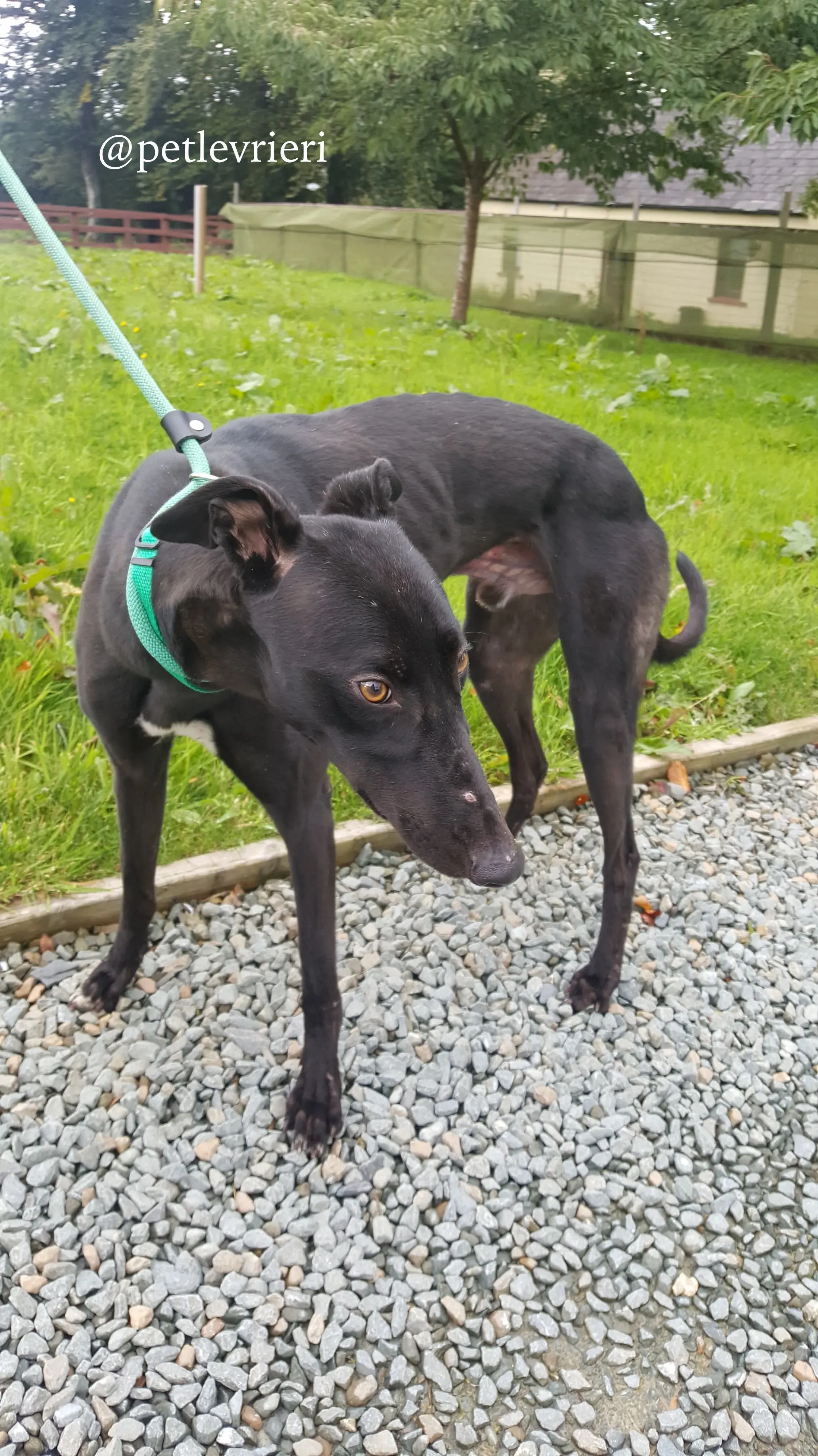 5 doc adozione greyhound