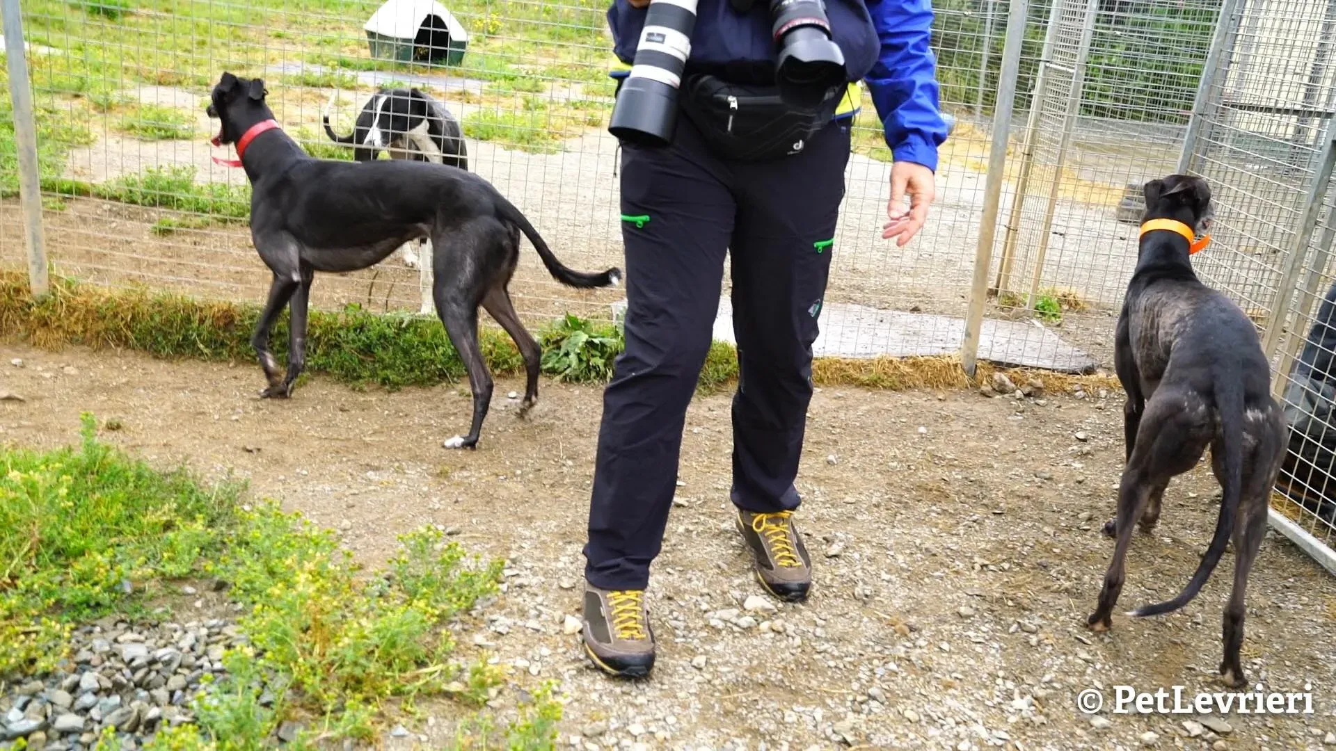 5 ed adozione levrieri greyhound