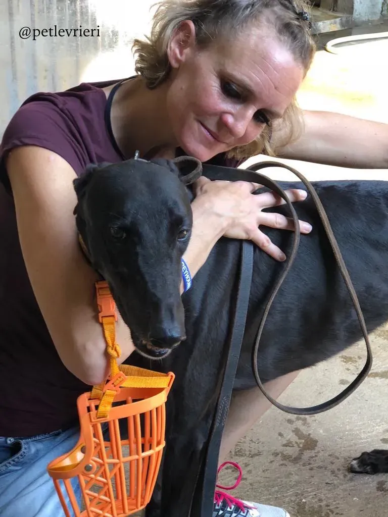 5 fear the beat adozione greyhound macao 1