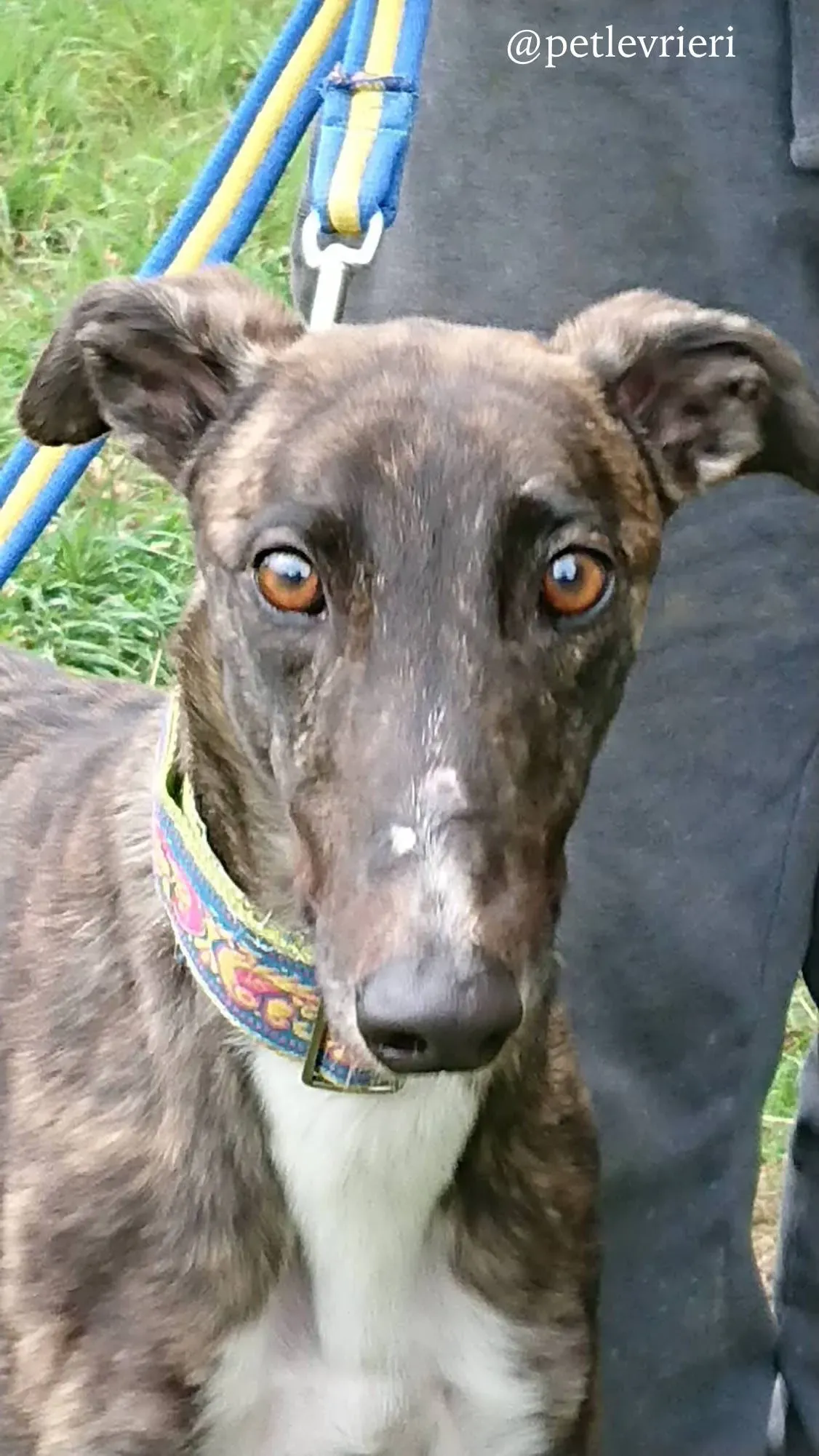 5 femi adozione levrieri greyhound