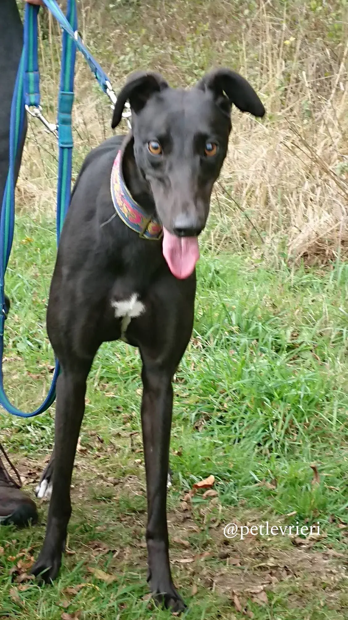 5 folami adozione levrieri greyhound