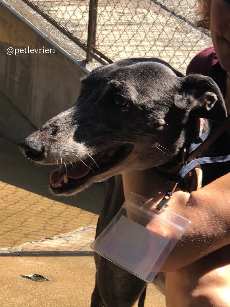 5 full house adozione greyhound macao