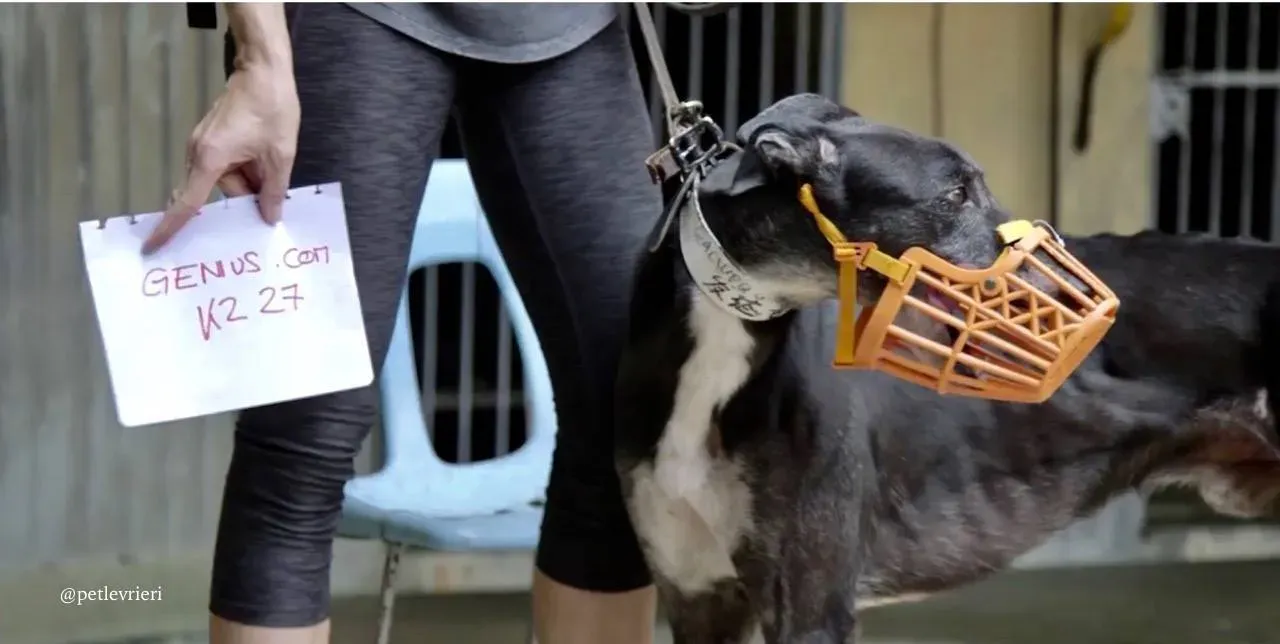 5 genius.com adozione greyhound macao