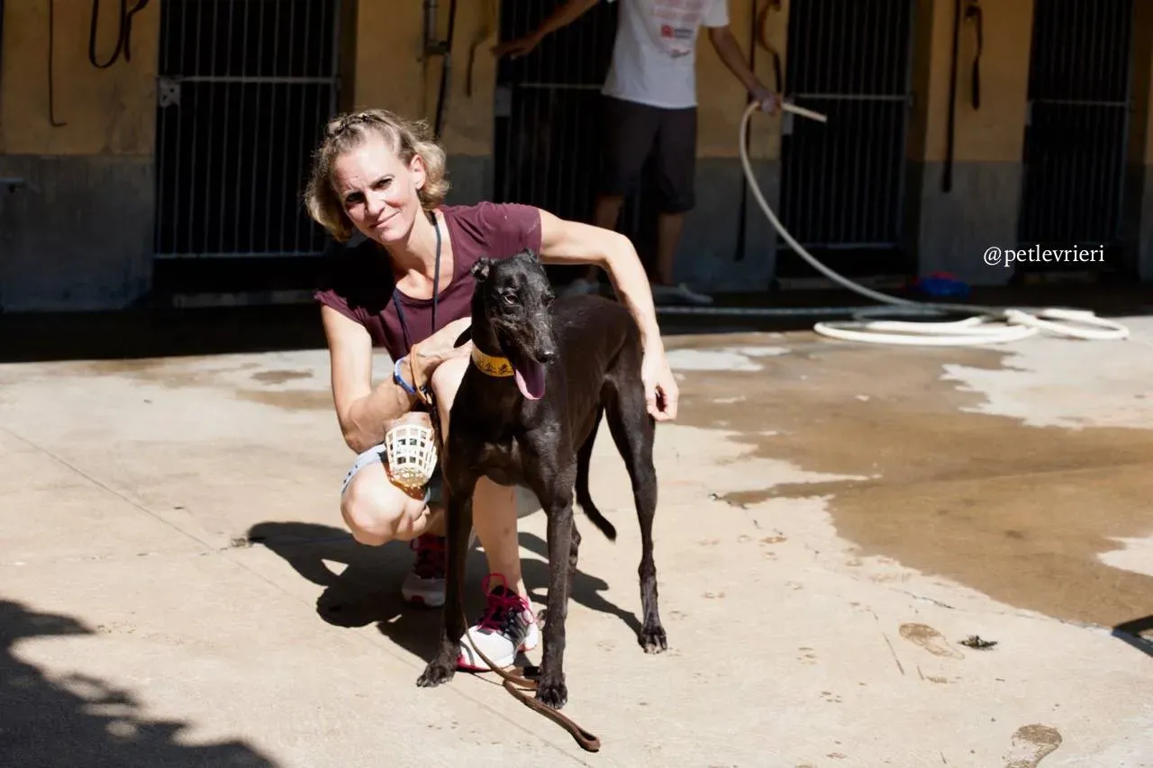 5 golden signify adozione greyhound macao