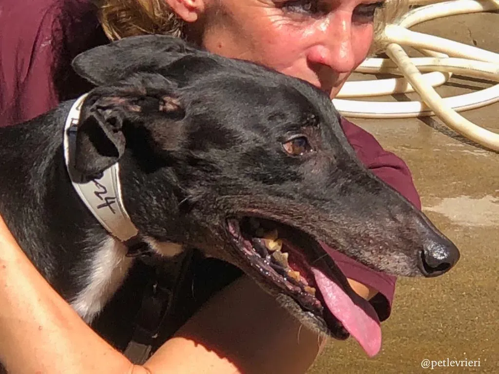 5 greatidol.com adozione greyhound macao 1