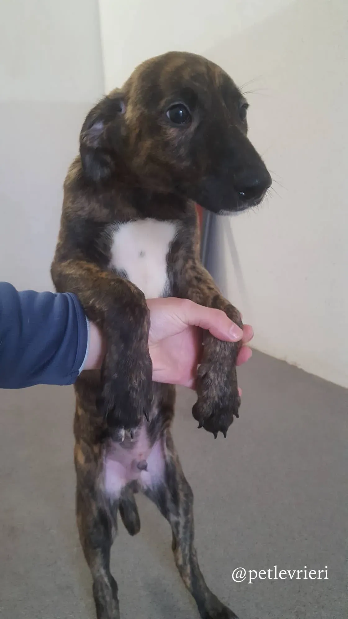 5 gus adozione levrieri greyhound