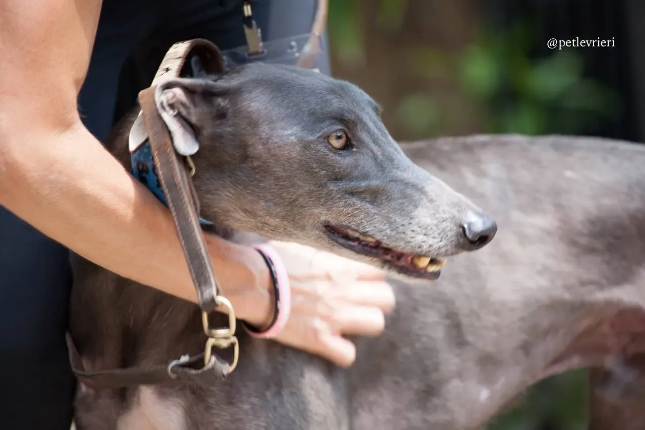 5 hacker adozione greyhound macao