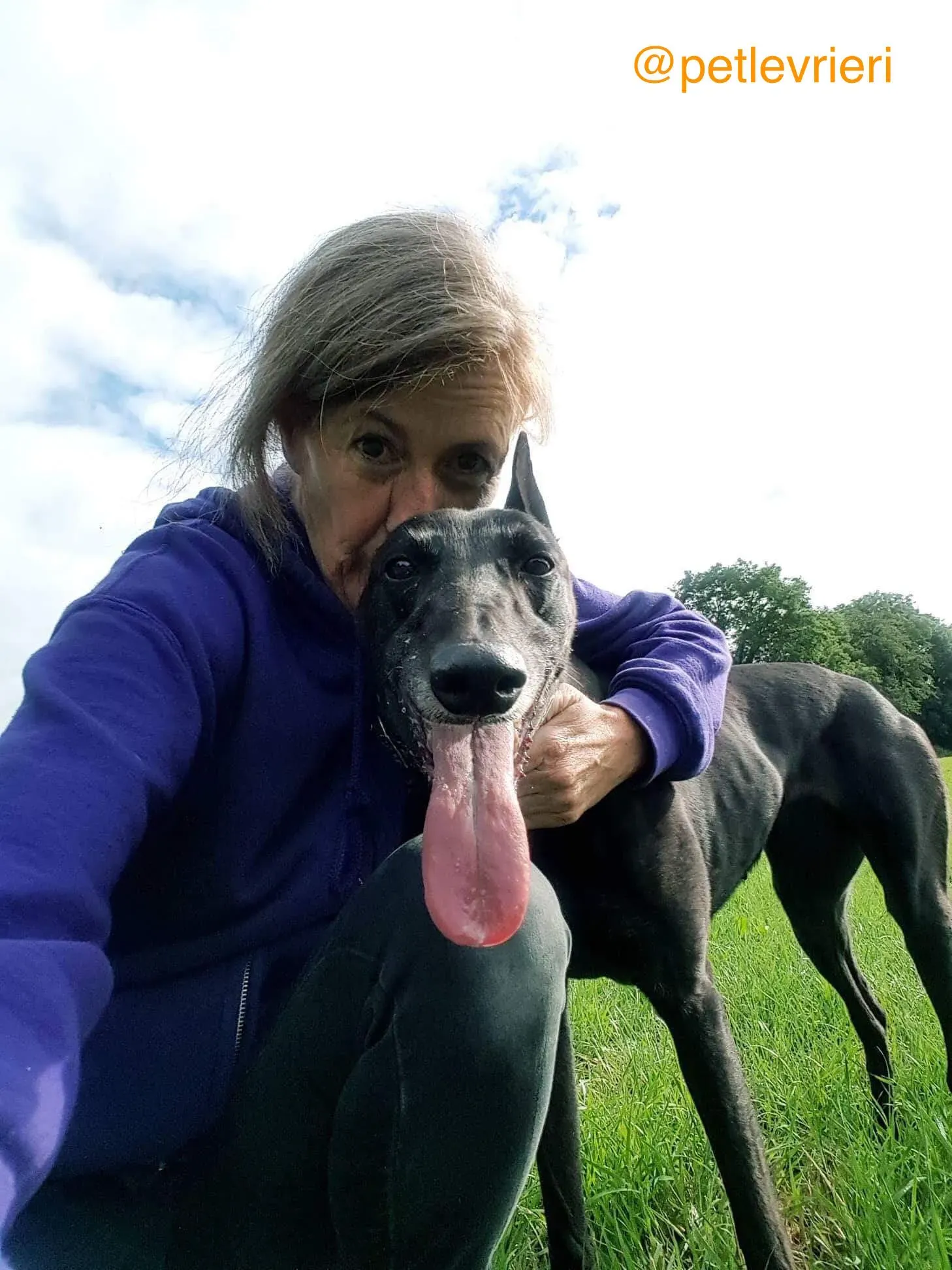 5 halla adozione levrieri greyhound