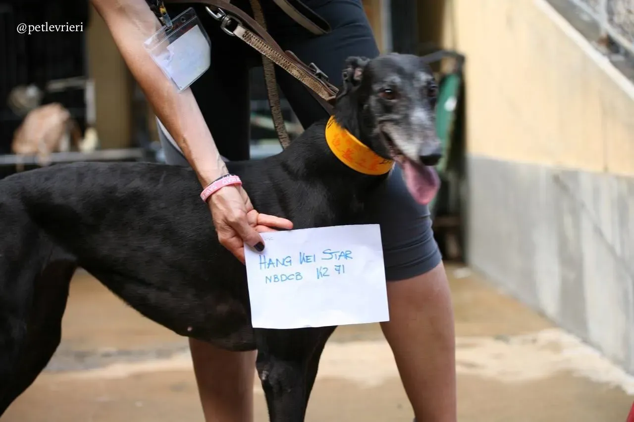 5 hang kei star adozione greyhound macao
