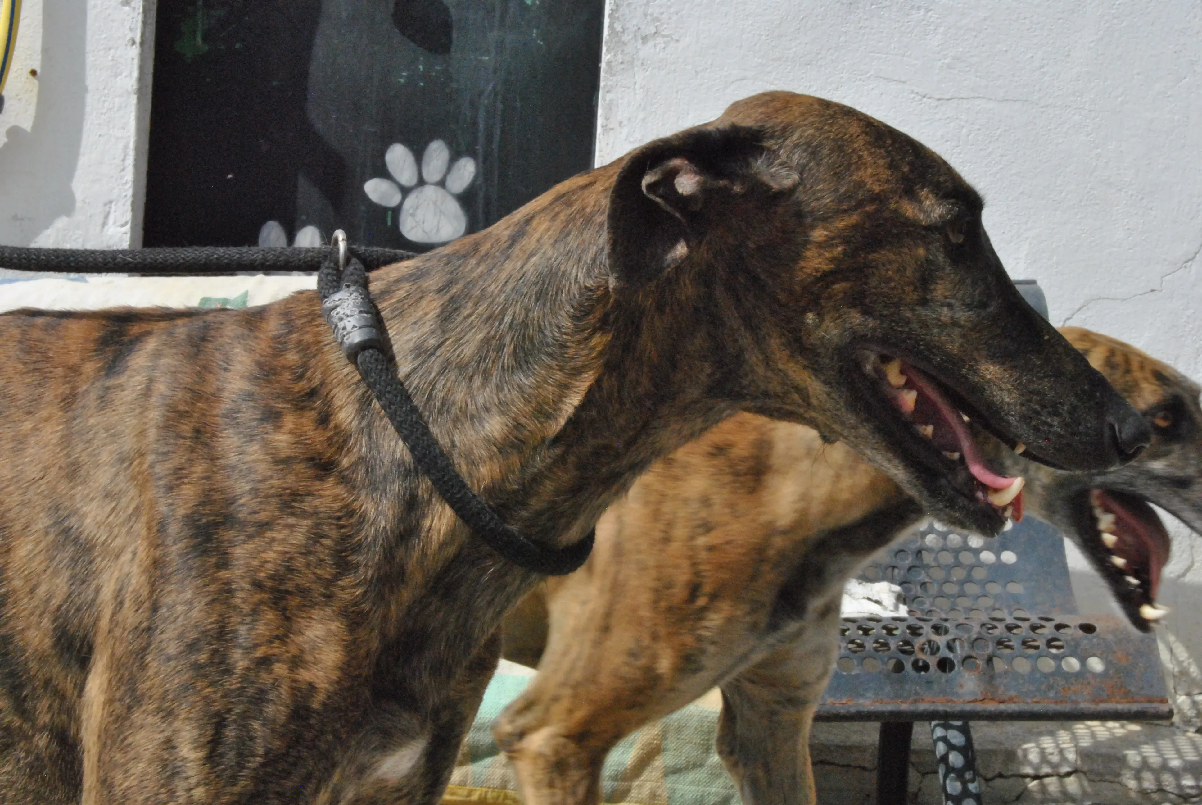 5 hercules adozione levrieri galgo