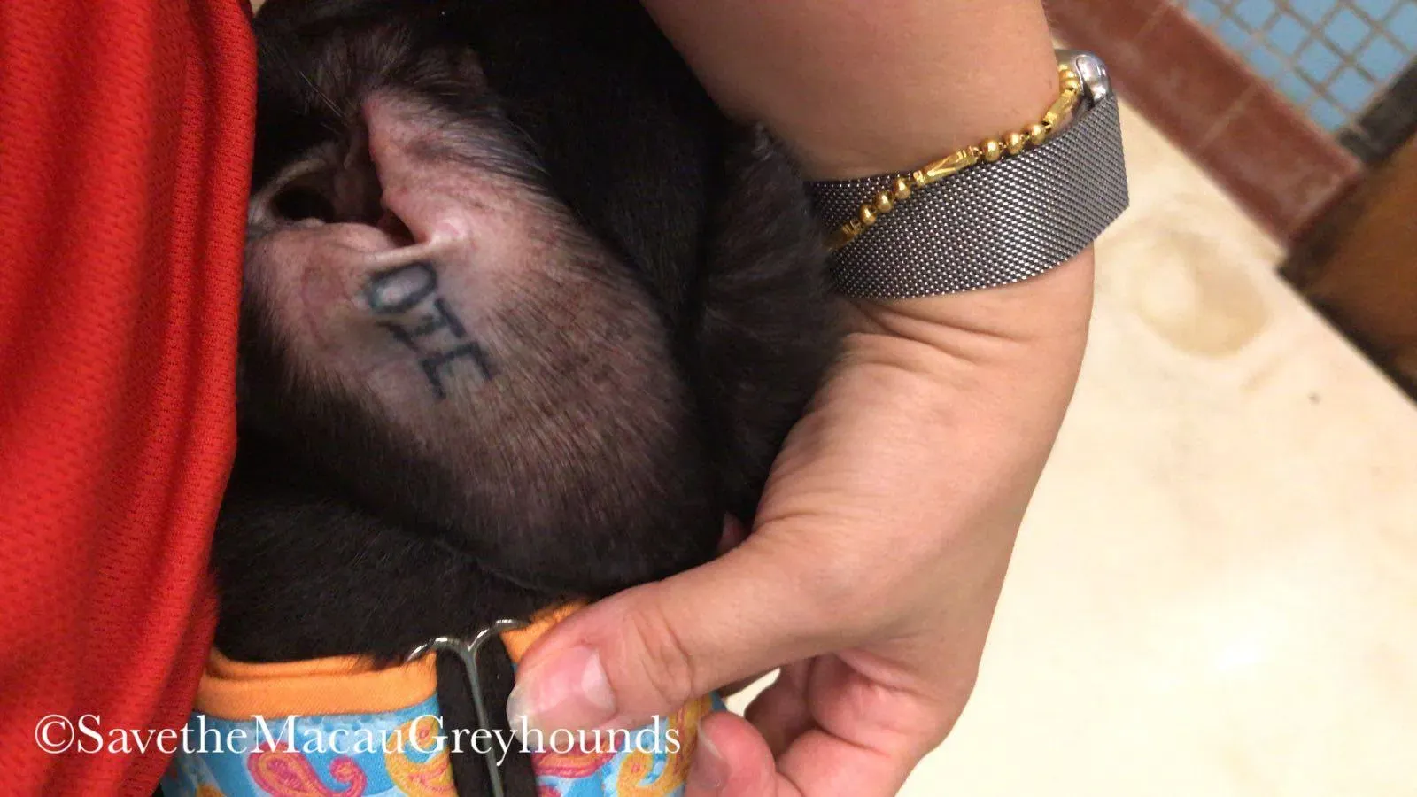 5 high mantenace adozione greyhound macao