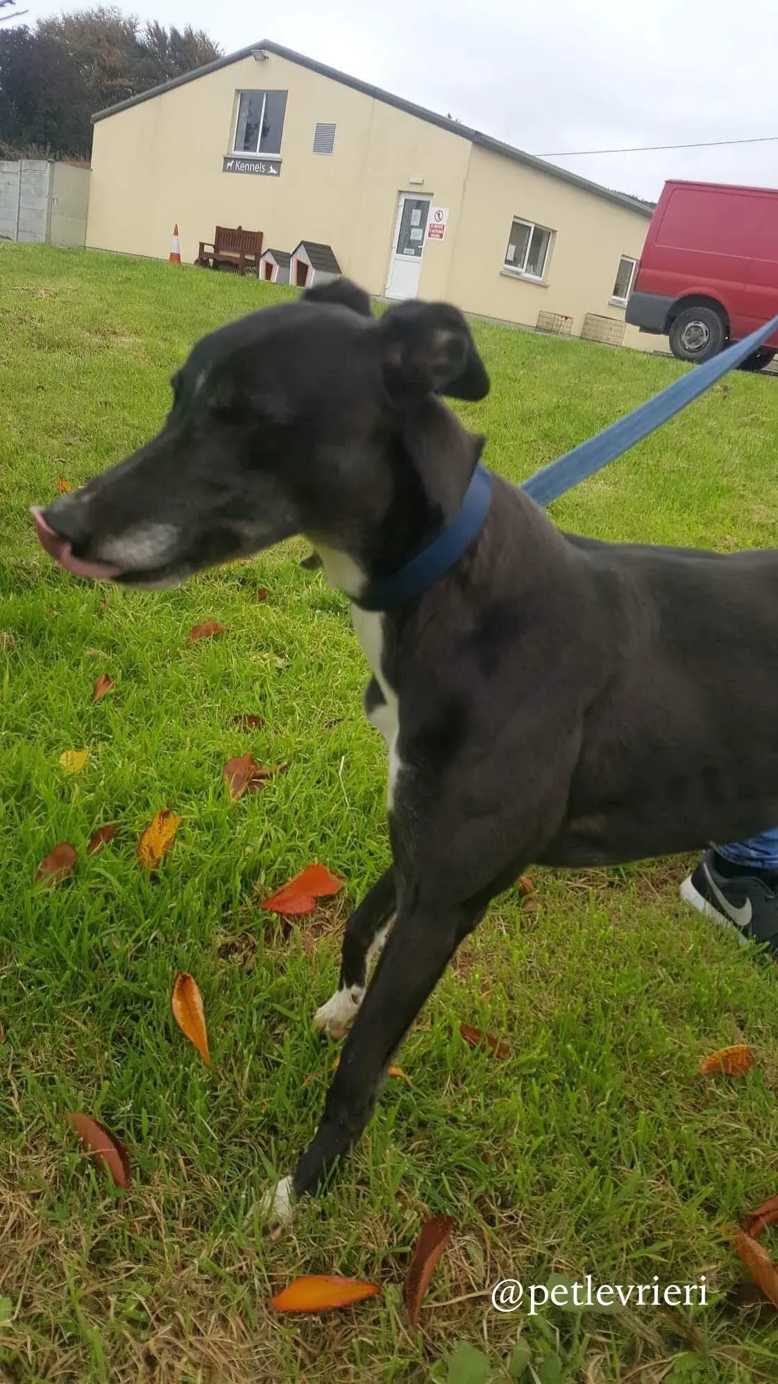 5 hilary adozione levrieri greyhound