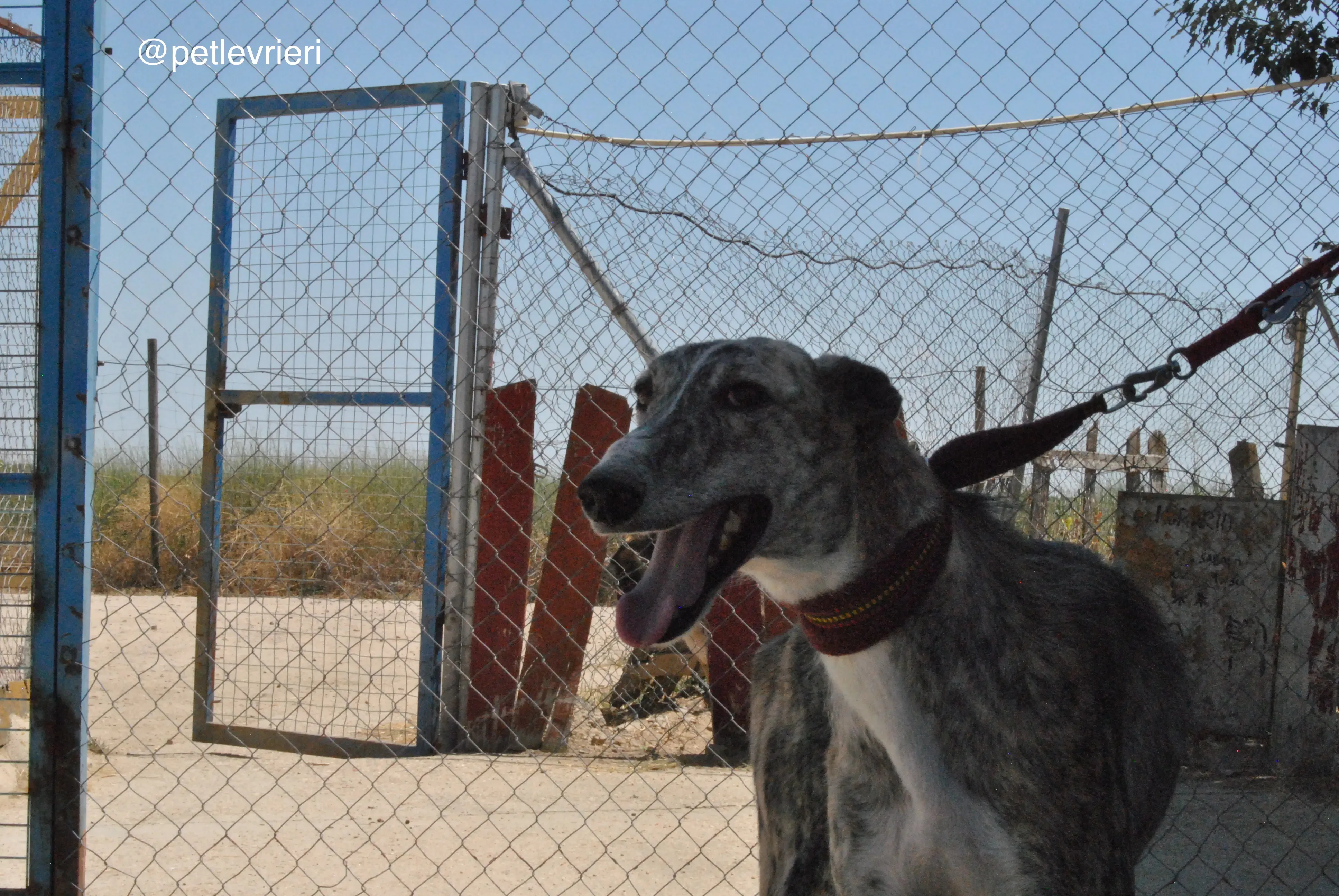 5 hispano adozione levrieri galgo