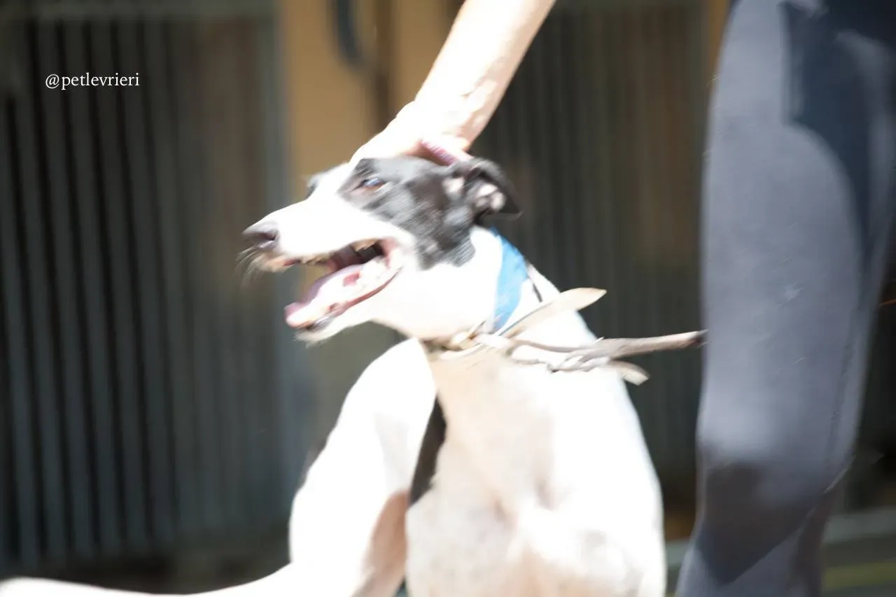 5 huntress adozione greyhound macao