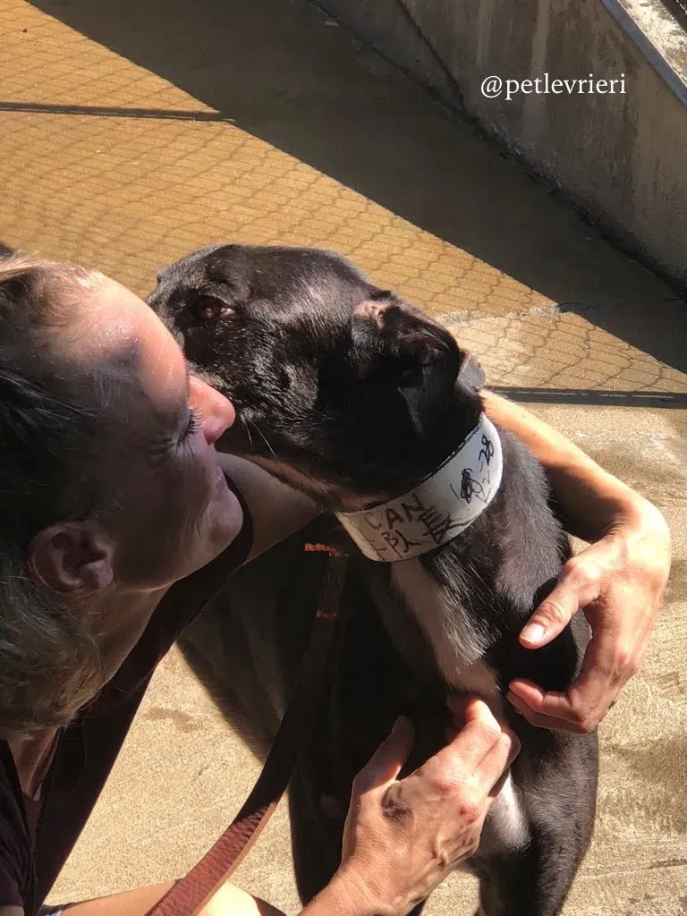 5 hurcan adozione greyhound macao