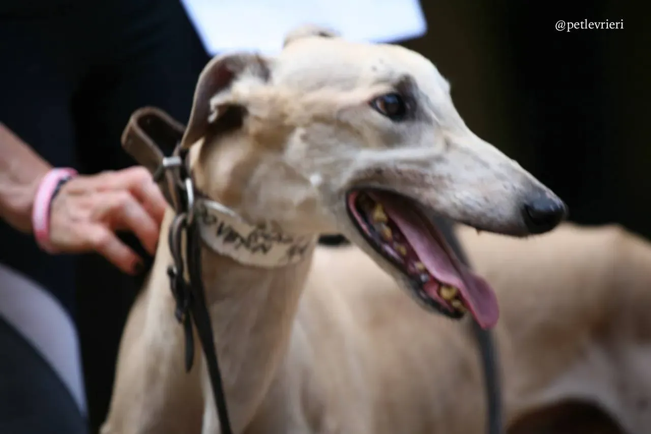 5 imagination one adozione greyhound macao