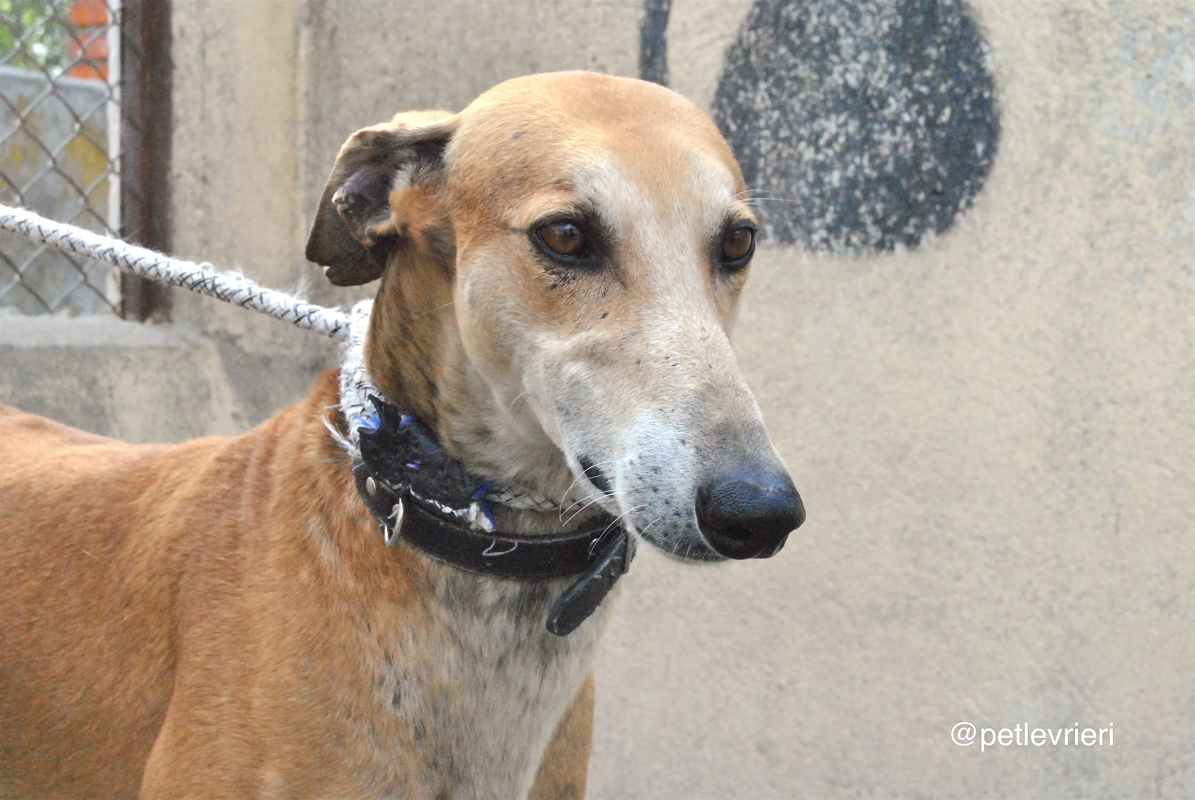 5 imperio adozione levrieri galgo