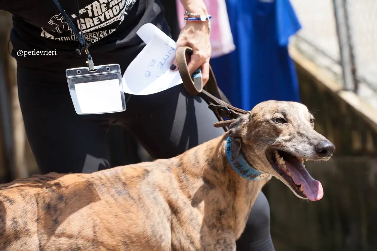 5 infinite tron adozione greyhound macao