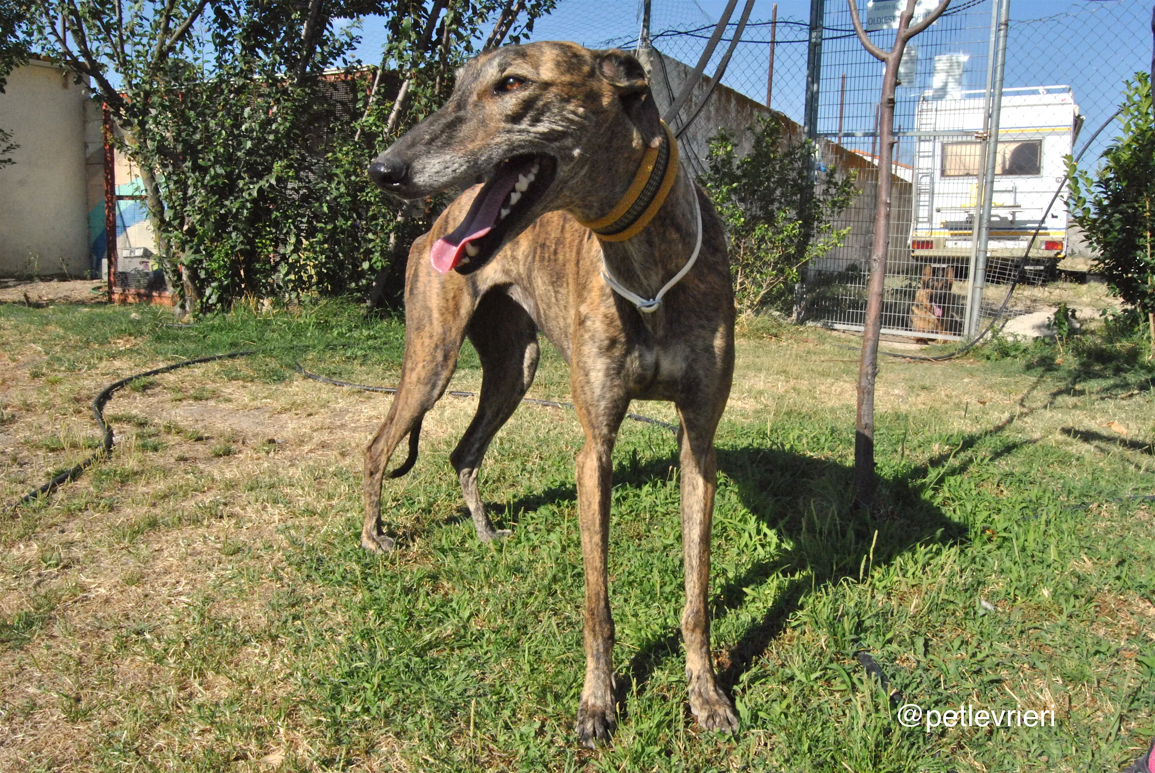 5 jara adozione levrieri galgo 1