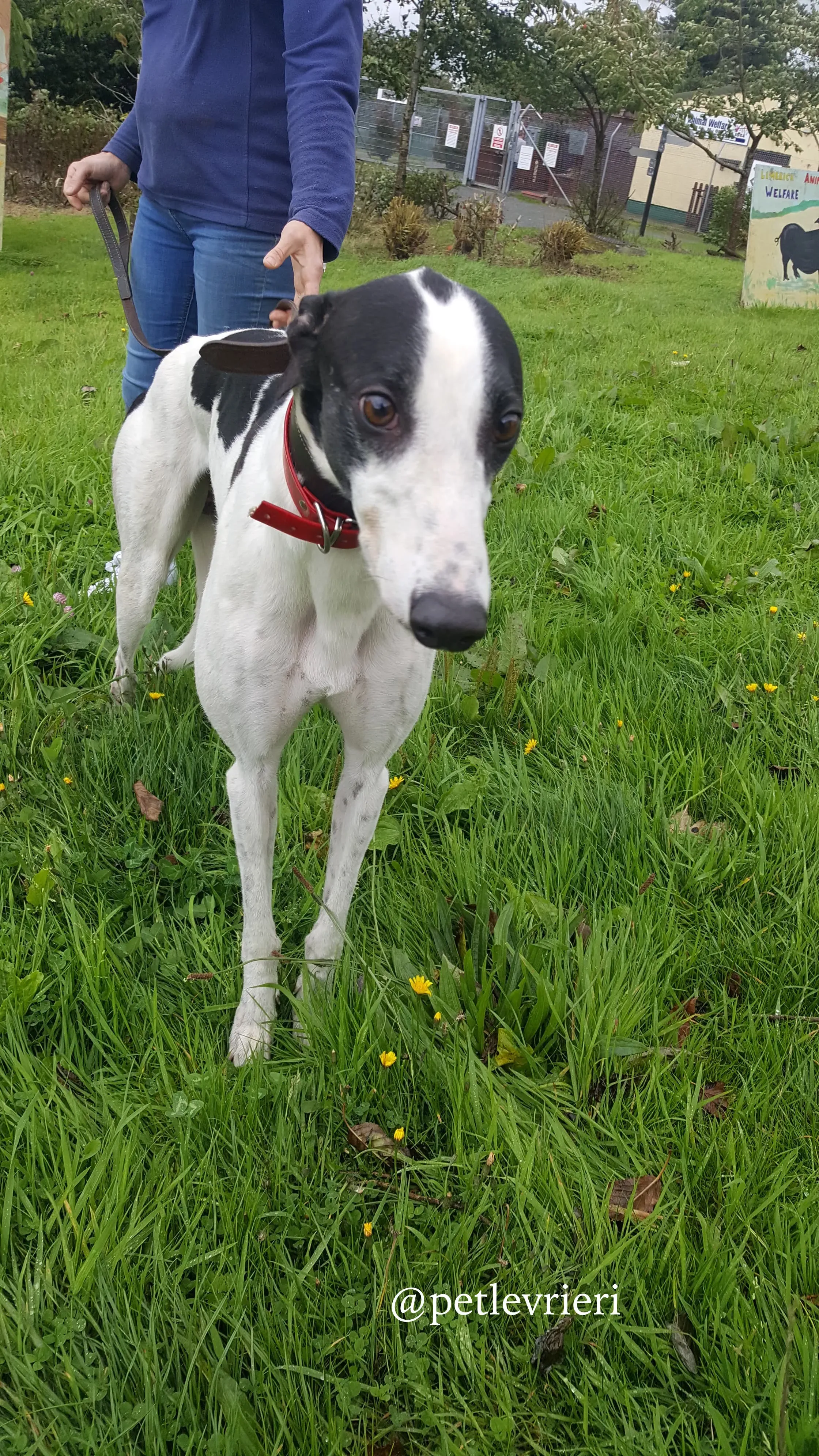 5 jay adozione greyhound