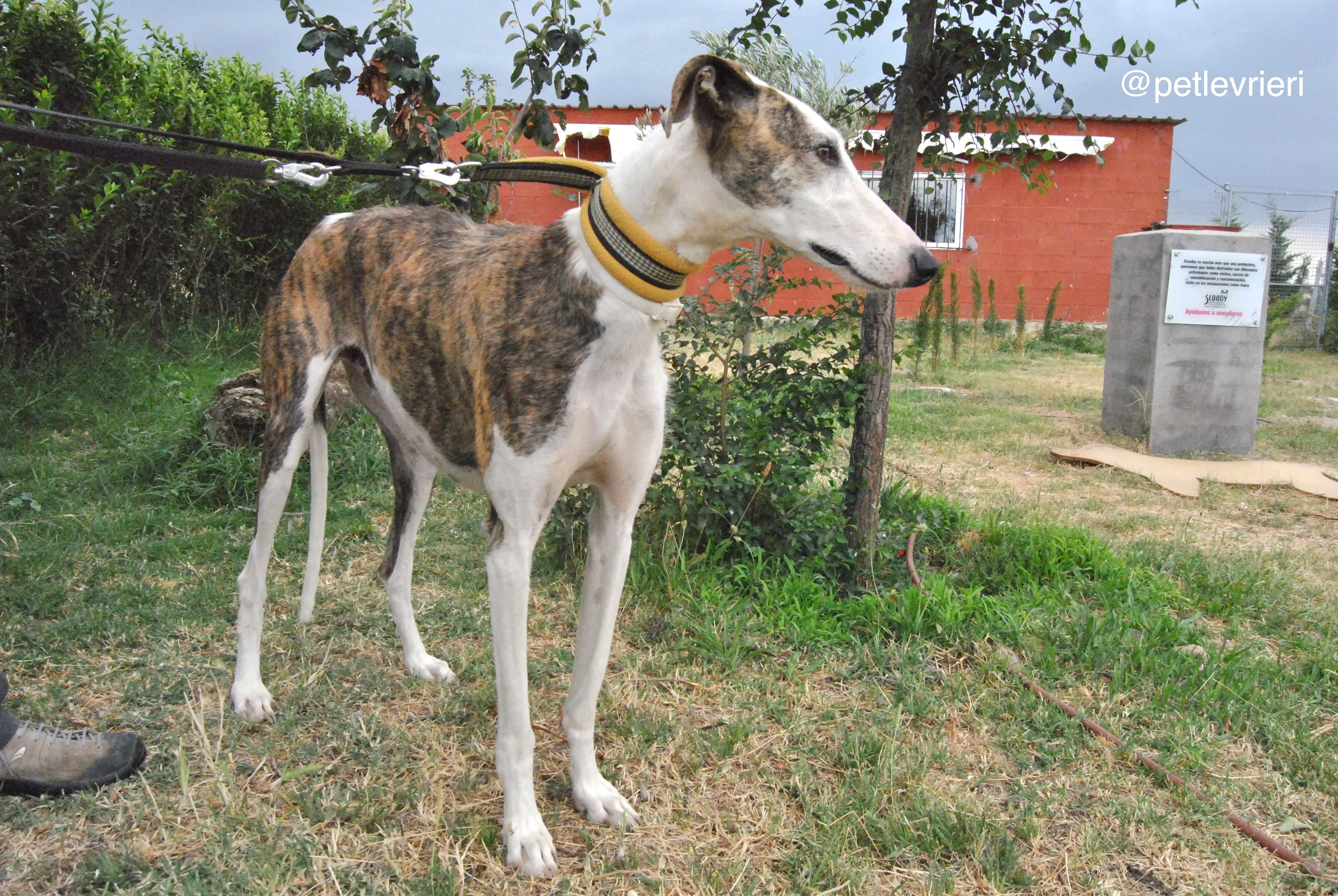 5 josua adozione levrieri galgo