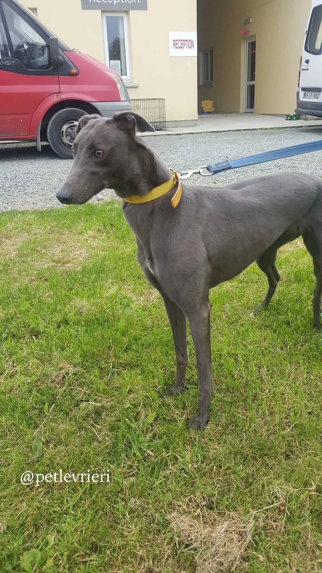 5 joy adozione levrieri greyhound