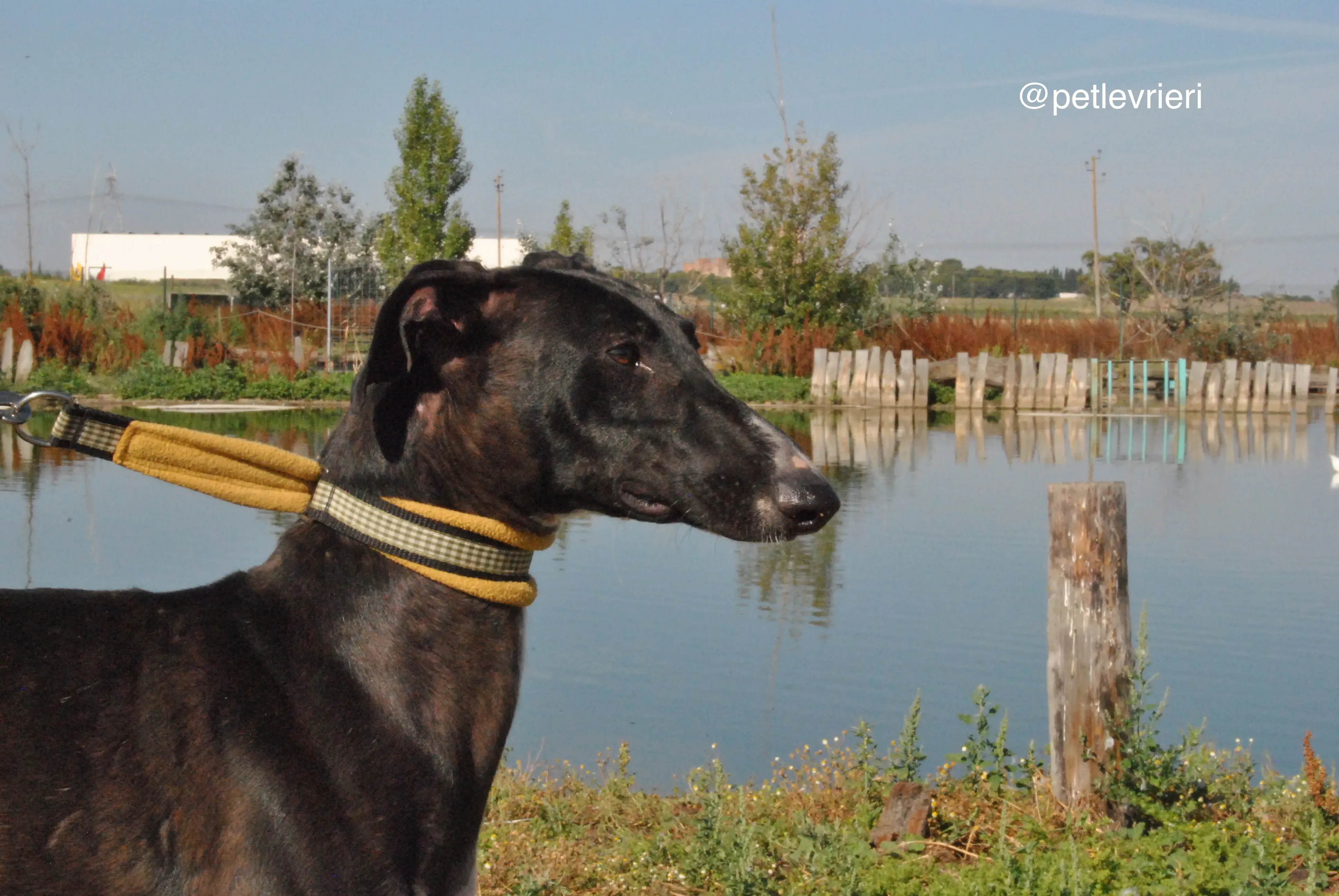 5 lacompleta adozione levrieri galgo