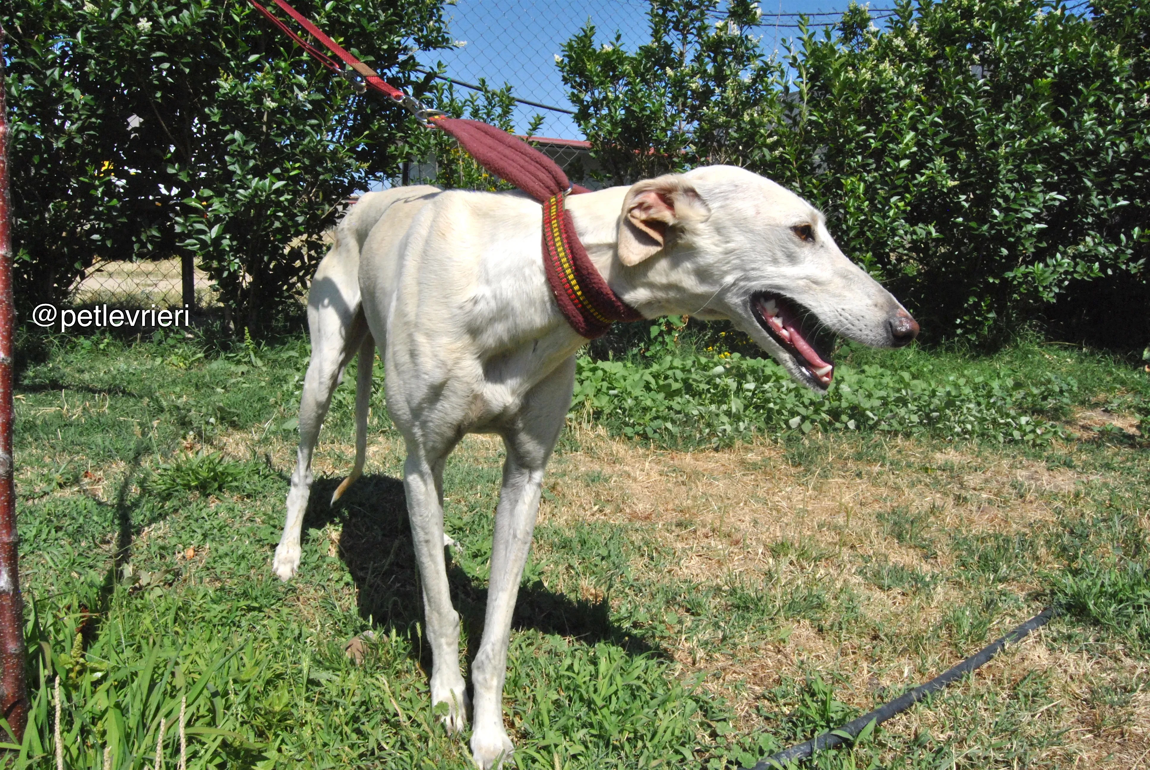 5 laila adozione levrieri galgo