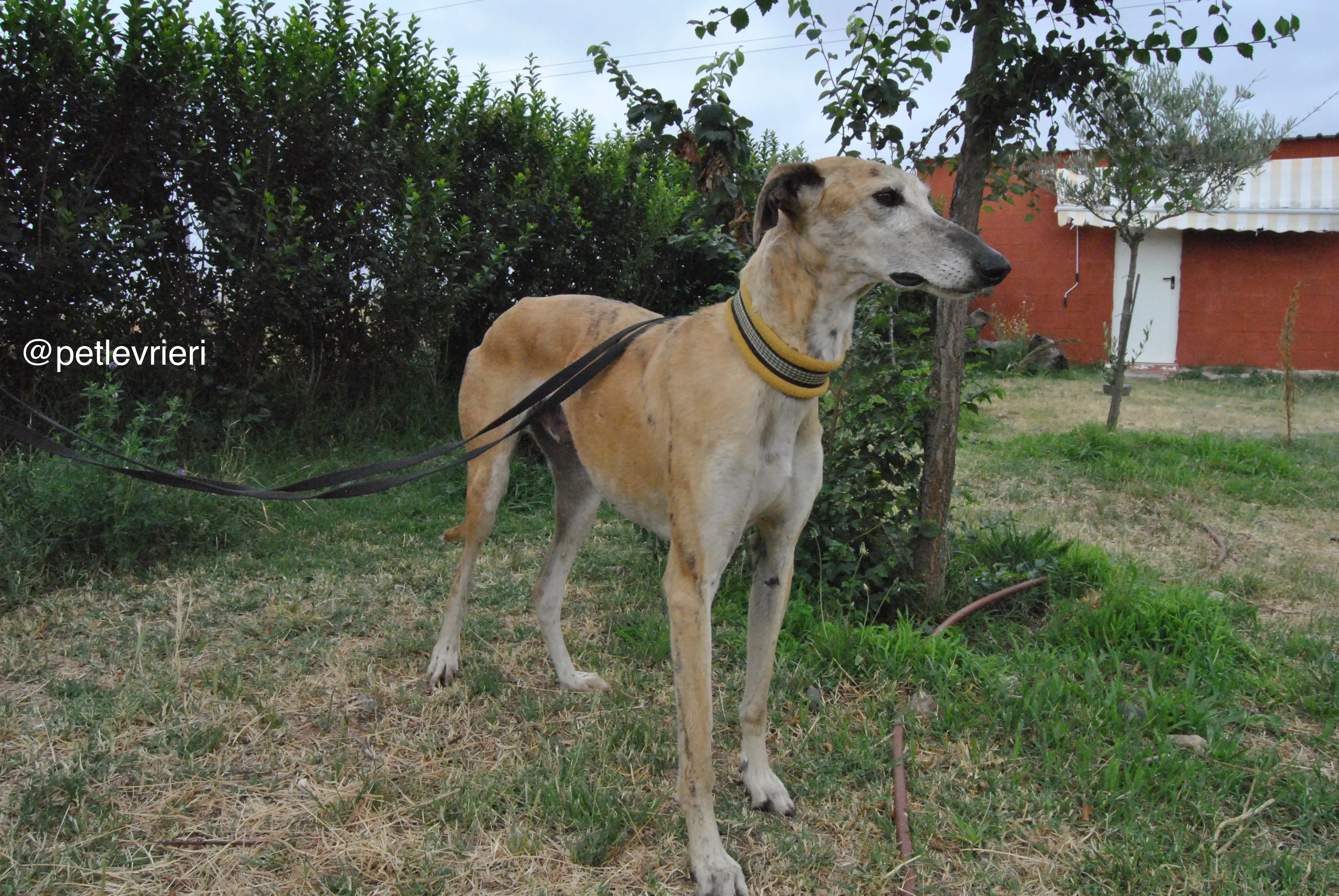 5 lambie adozione levrieri galgo