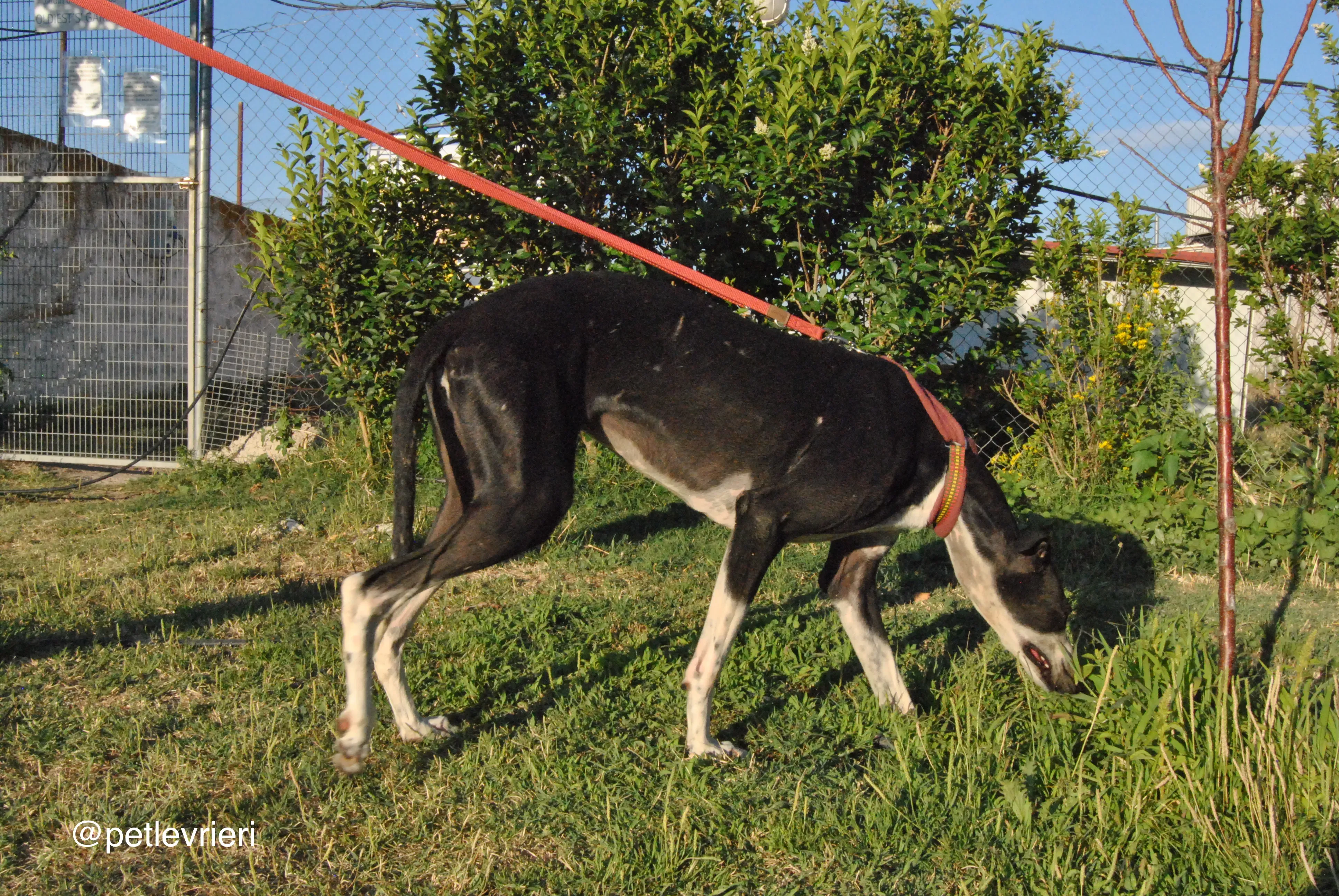 5 lili adozione levrieri galgo