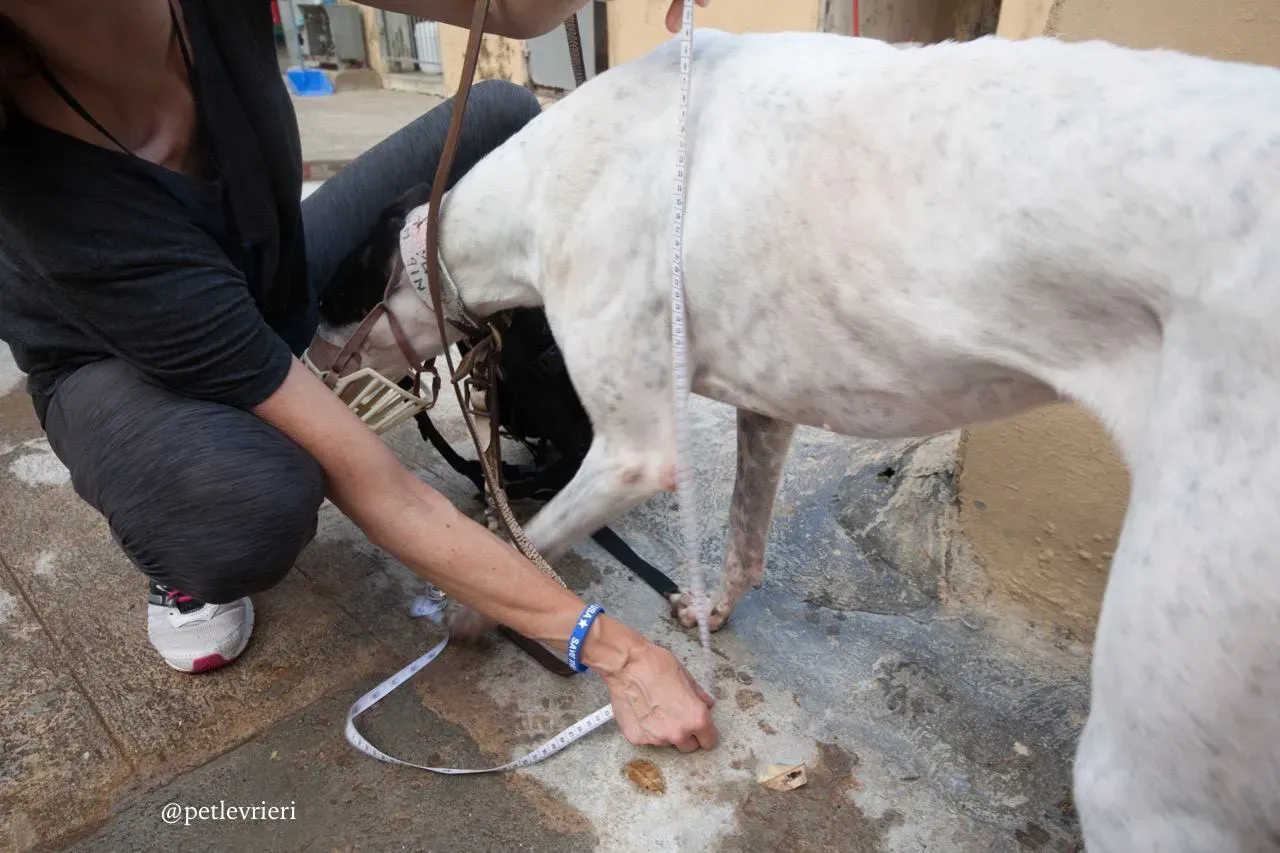 5 louisville swish adozione greyhound macao