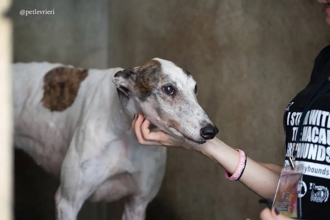 5 lucky fortune adozione greyhound macao