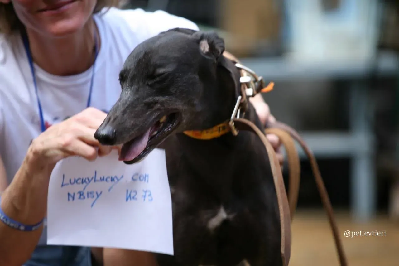 5 luckylucky.com adozione greyhound macao