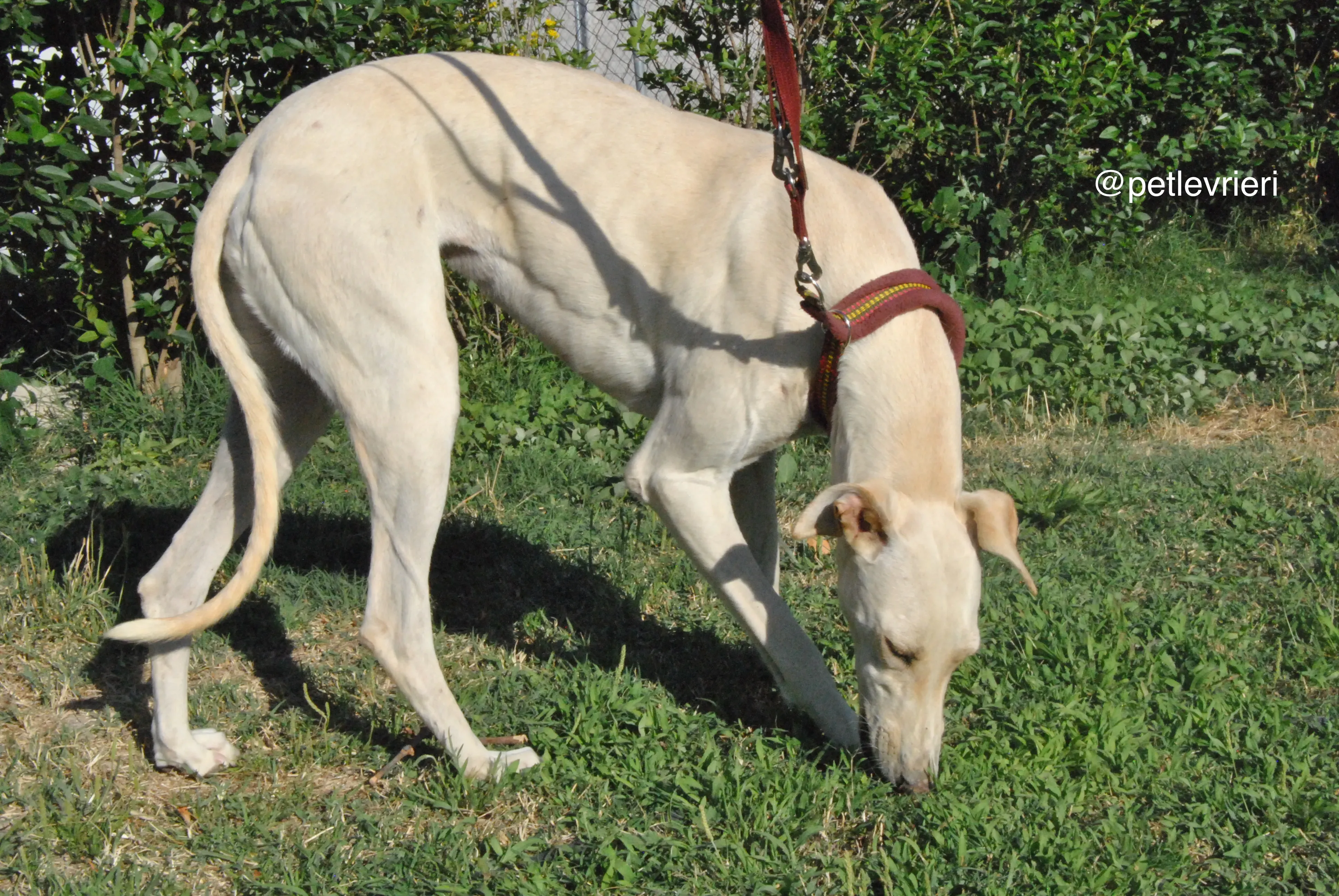 5 mari adozione levrieri galgo