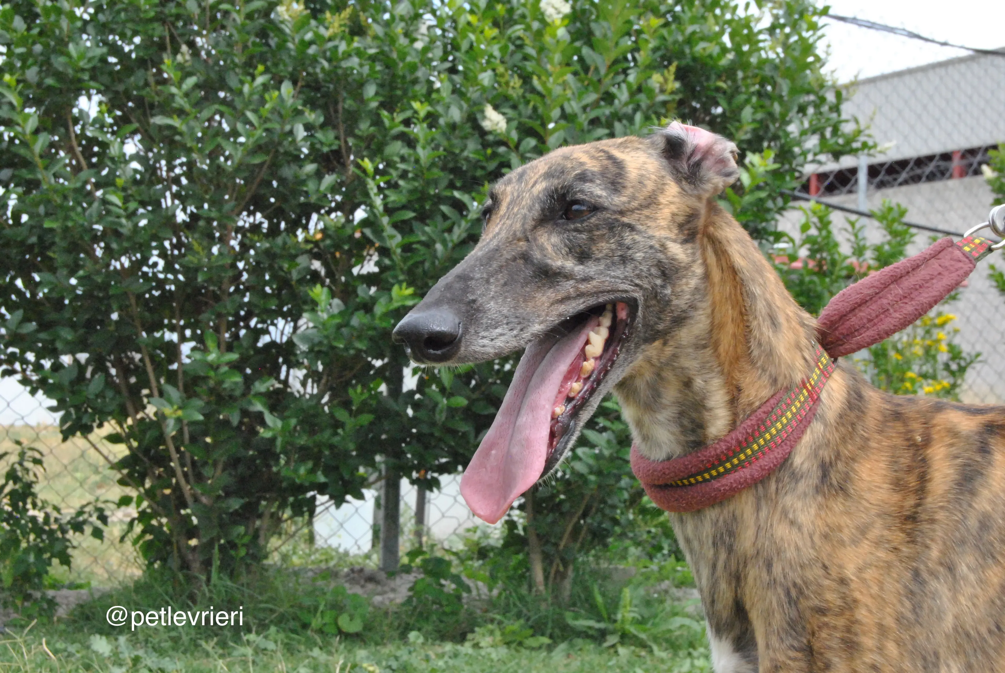 5 meribel adozione levrieri galgo