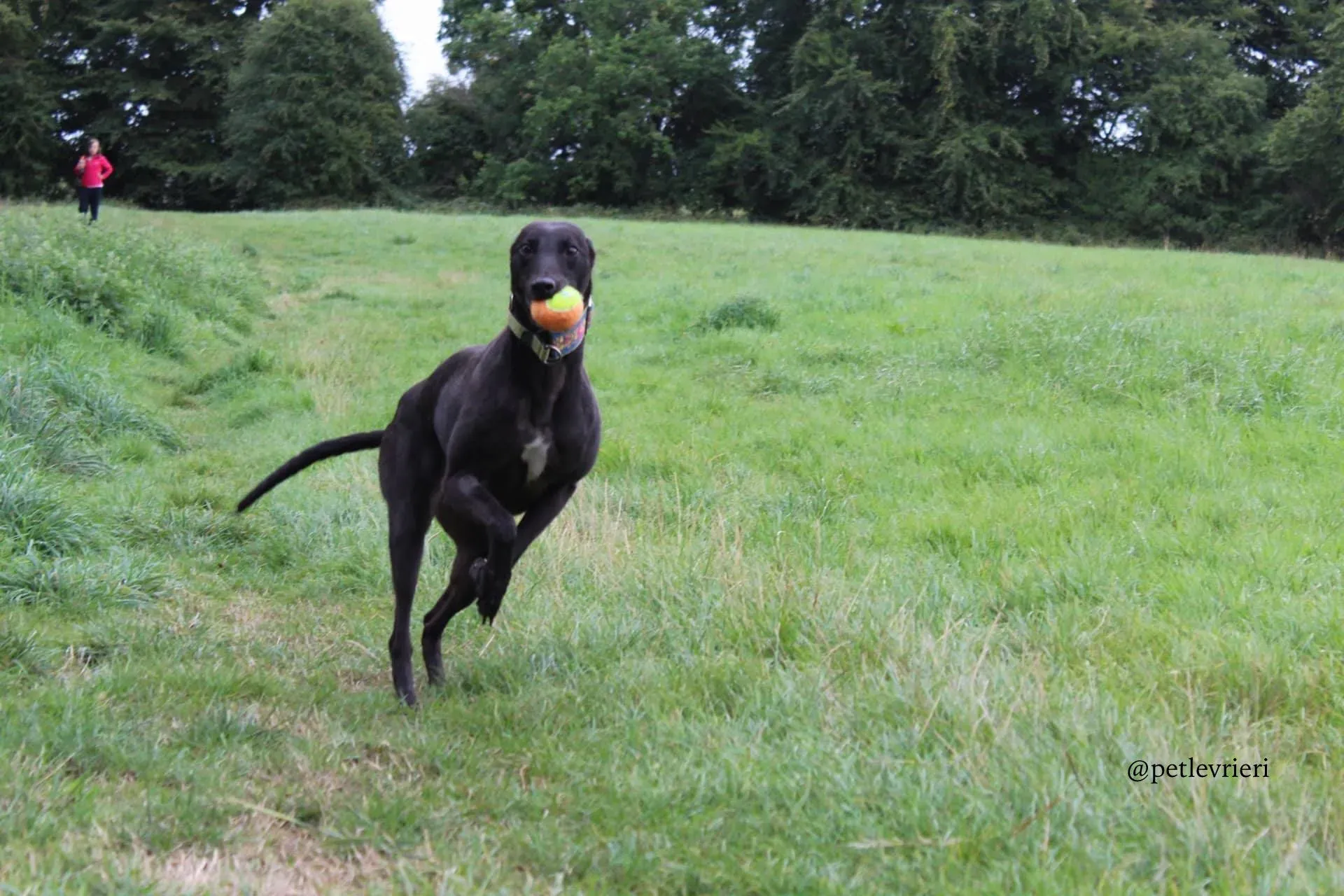 5 mignon adozione levrieri greyhound