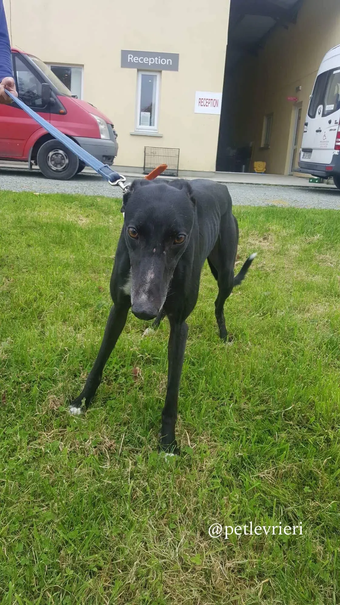 5 miss alice adozione levrieri greyhound