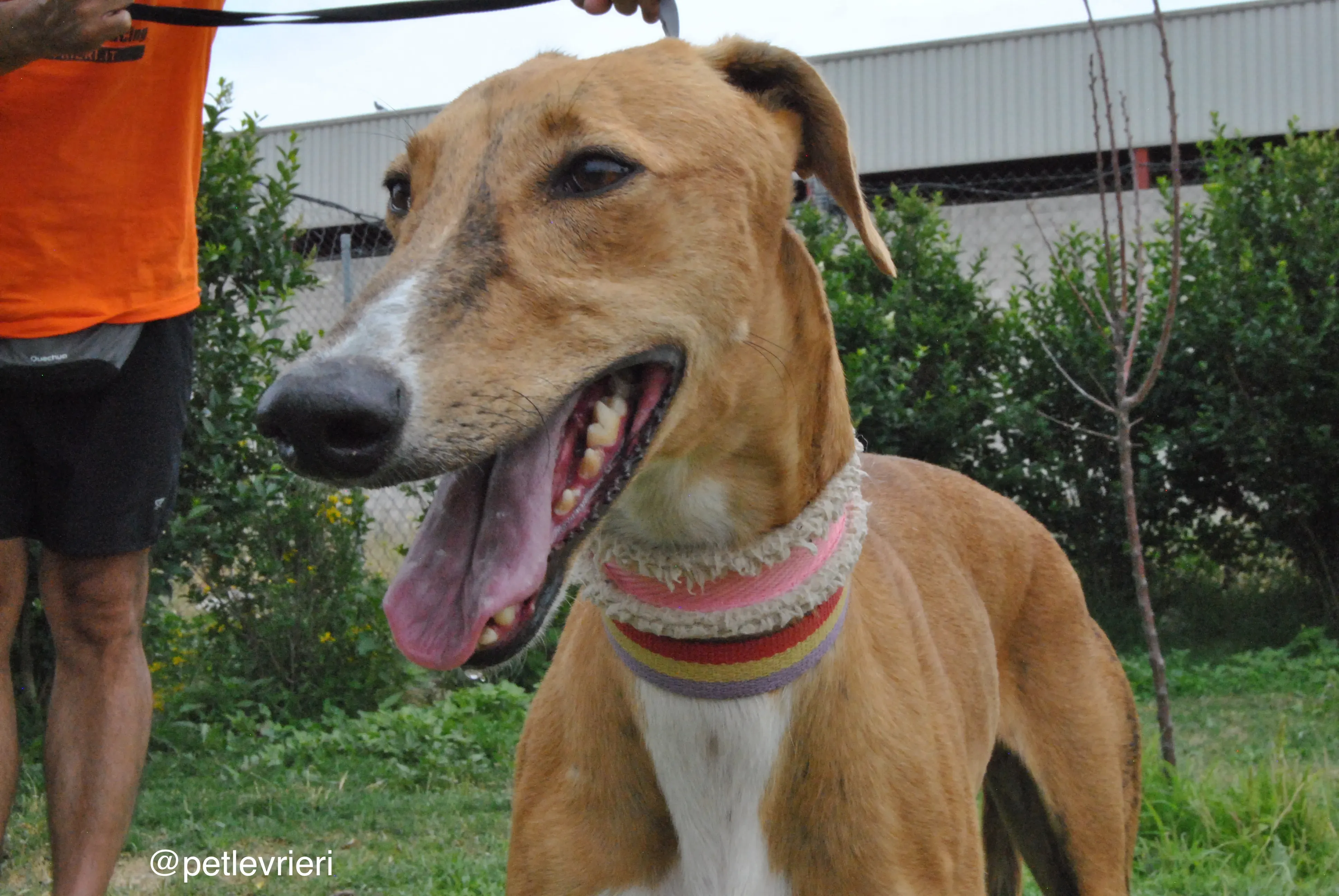 5 monica adozione levrieri galgo